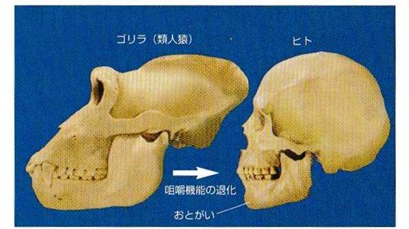 なぜカイロプラクターは顎権にこだわるのか【顎権編】 なぜカイロプラクターは顎権にこだわるのか【顎権編】 なぜ