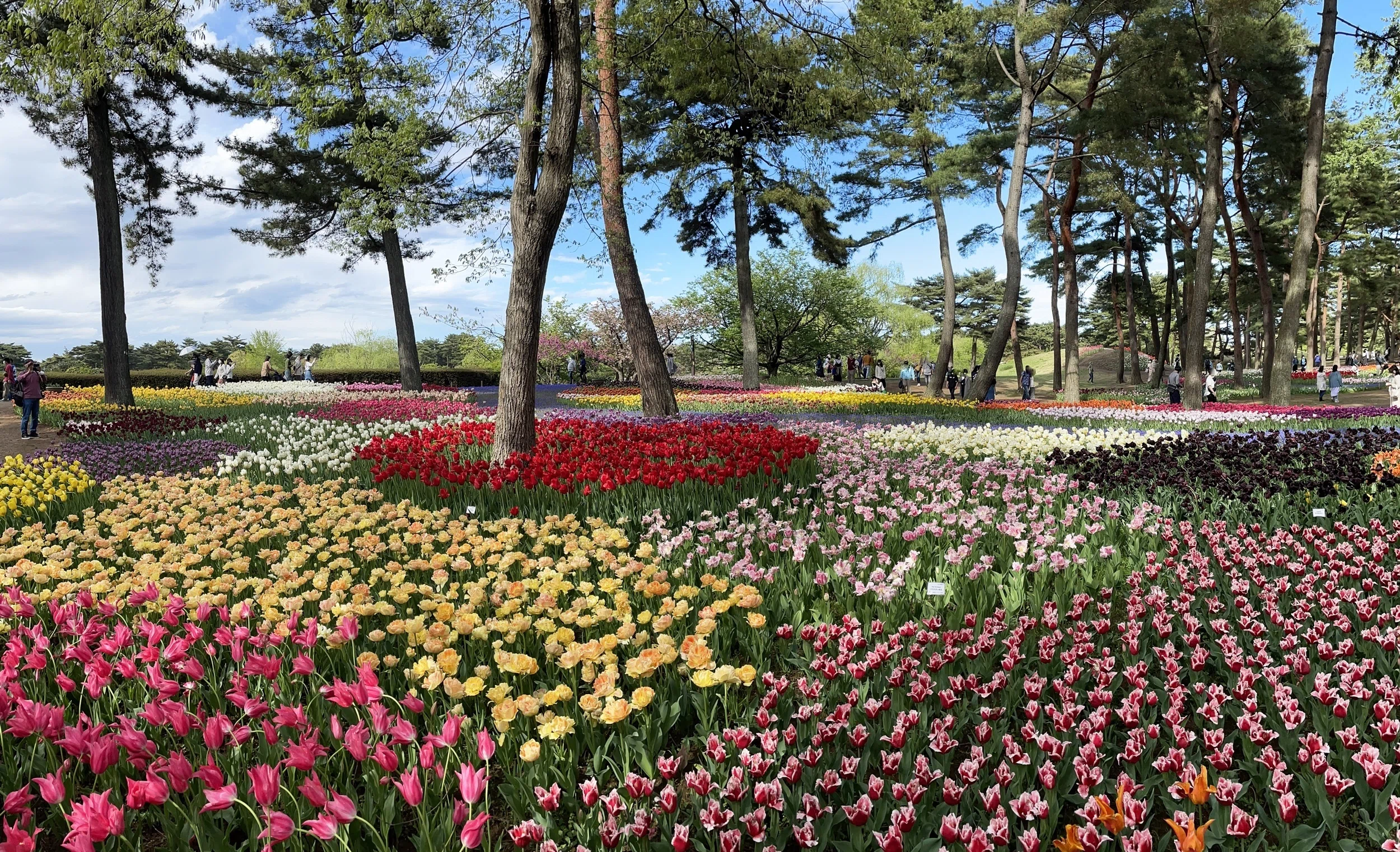 国営ひたち海浜公園、海岸とチューリップ｜花と日々 yas