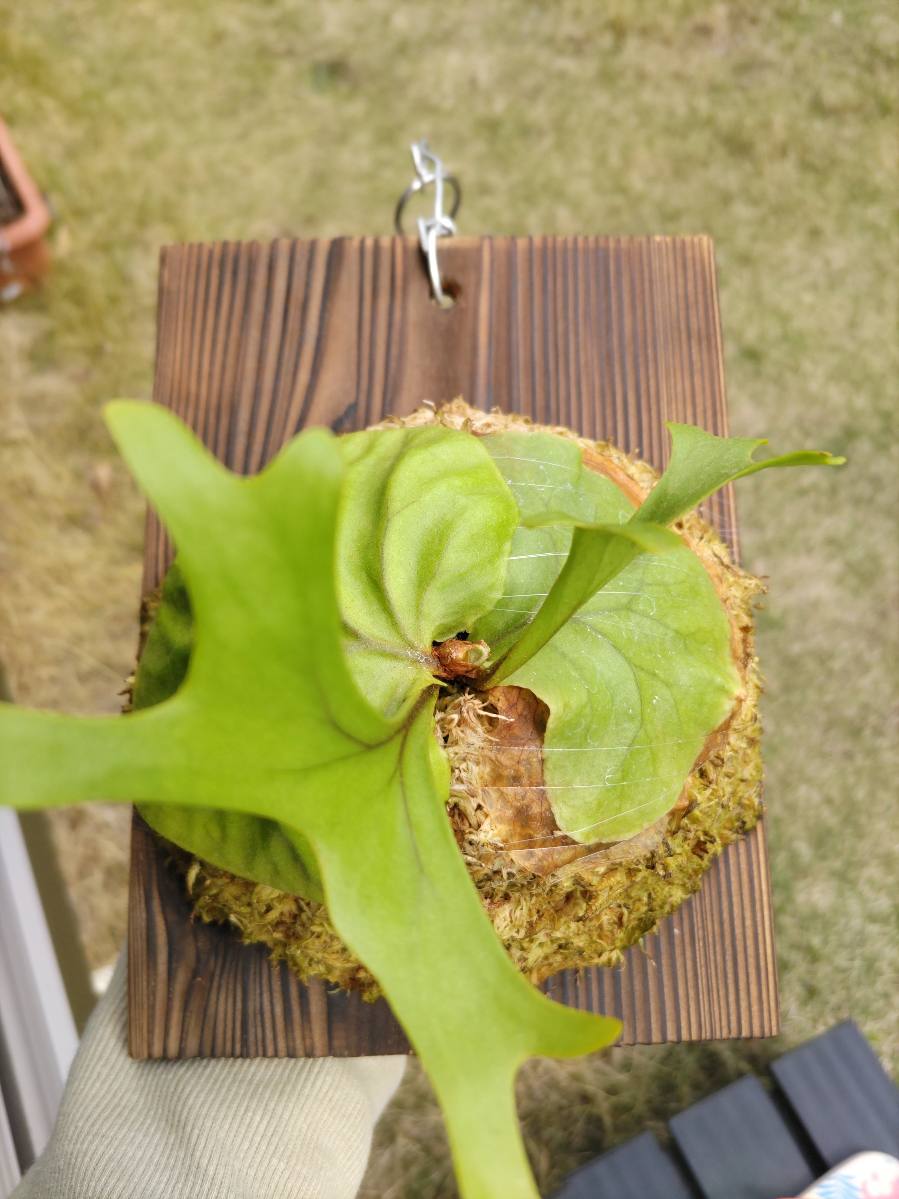 Kin-norn spore thick leaf#2 ビカクシダ 【公式通販】