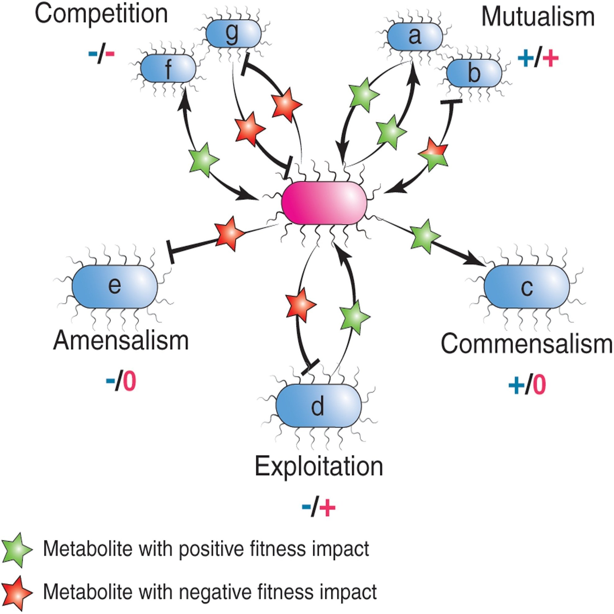 腸内細菌叢におけるクロスフィーディングの 生態とメカニズム｜哉百名