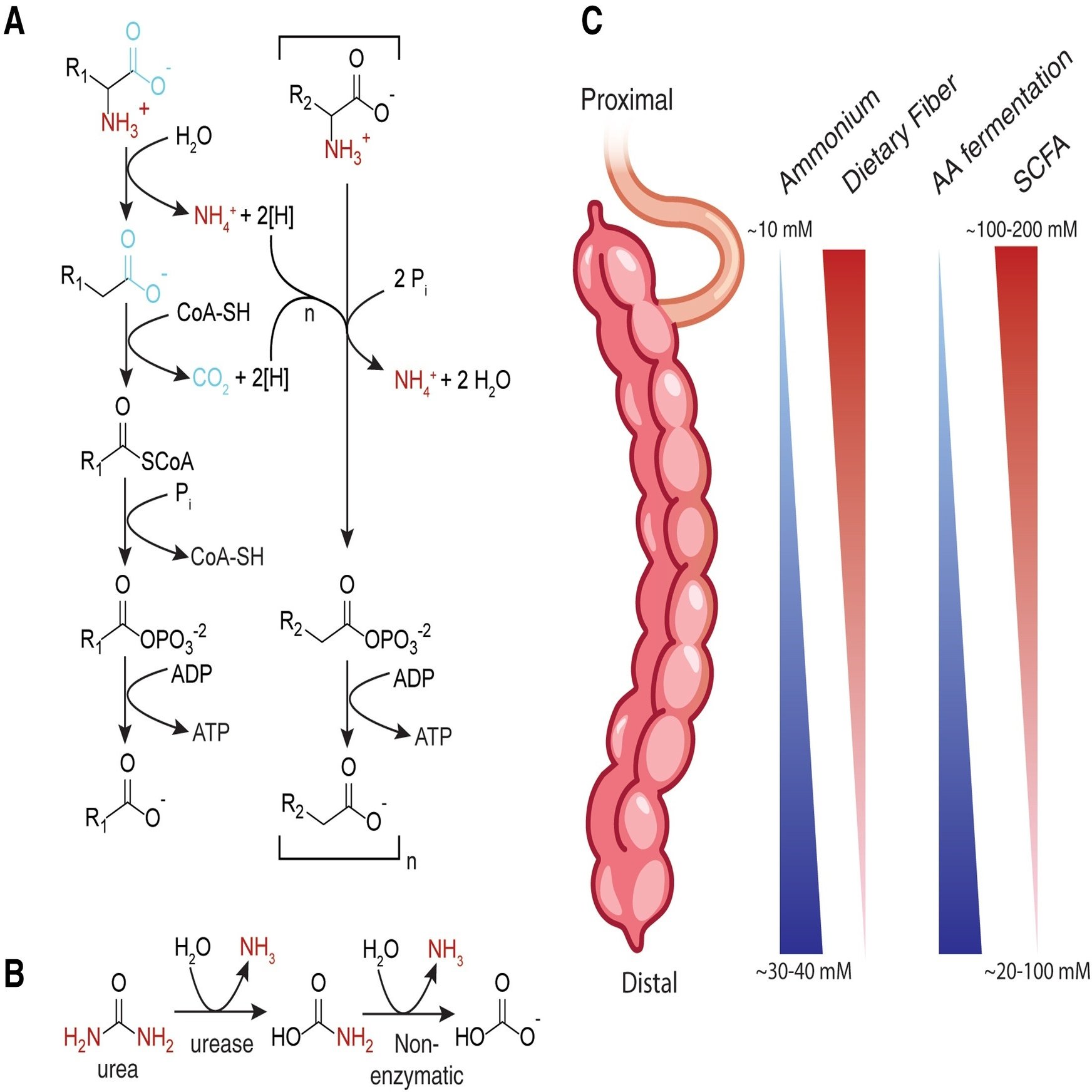 腸内細菌叢におけるクロスフィーディングの 生態とメカニズム｜哉百名