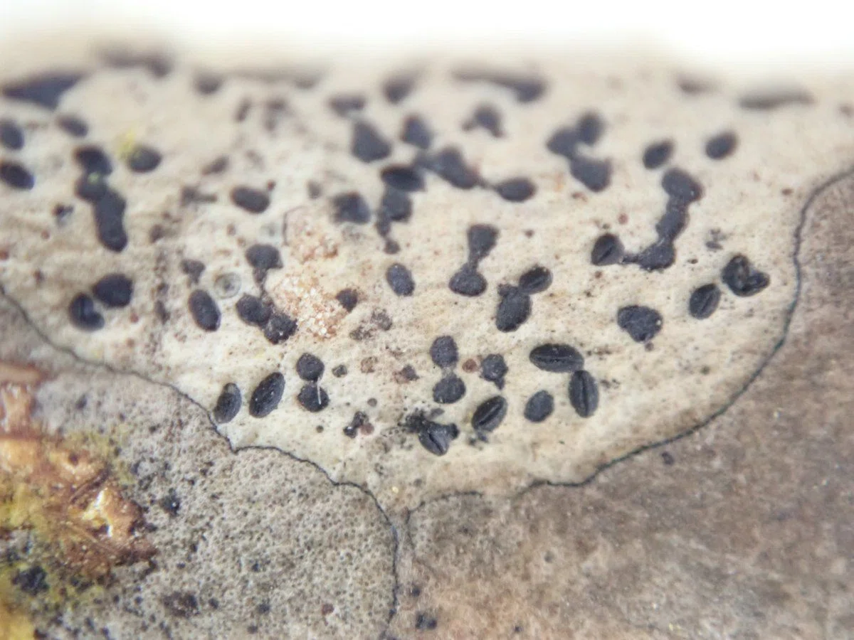 落ち葉で陣取り合戦：ツバキの葉を分解する菌類たち｜浜松科学館
