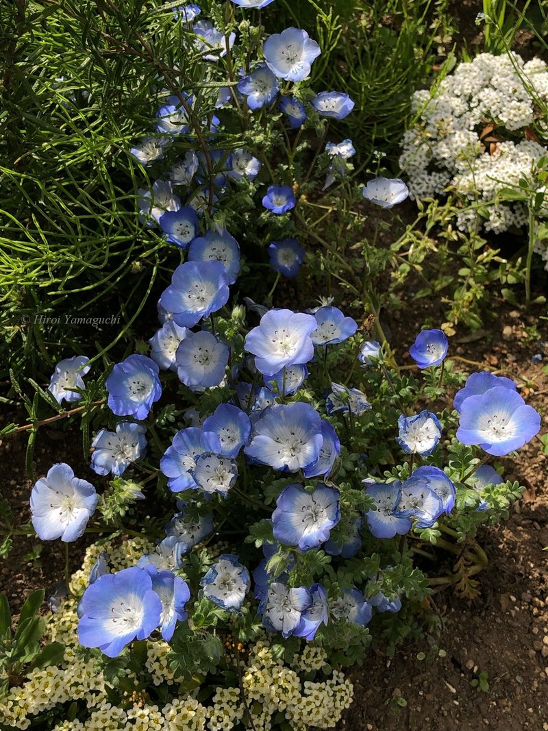 ネモフィラの写真です。園芸用の名前として、瑠璃唐草と呼ばれています。淡いブルーのお花です。１年草で、アメリカのオレゴン州中部からカリフォルニア州南部の原産。高さは20から25cm程度。かわいらしい春の花です。群れで咲くので、絨毯のように咲いている場所もあります。