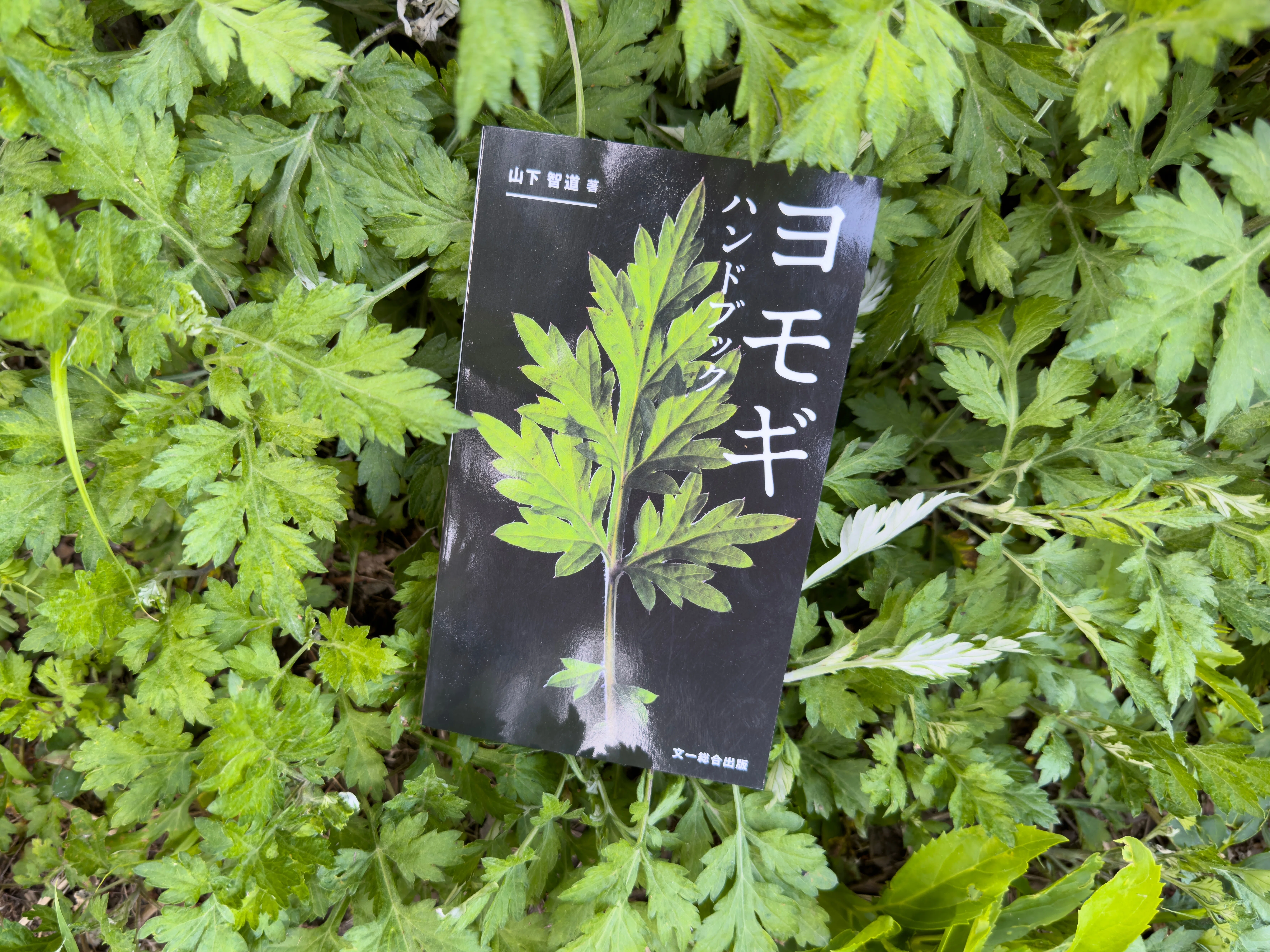 よもぎ ページ 楽天市場】国産 よもぎ茶 3g x 50p x 10袋（ 1500g 大容量 ティー