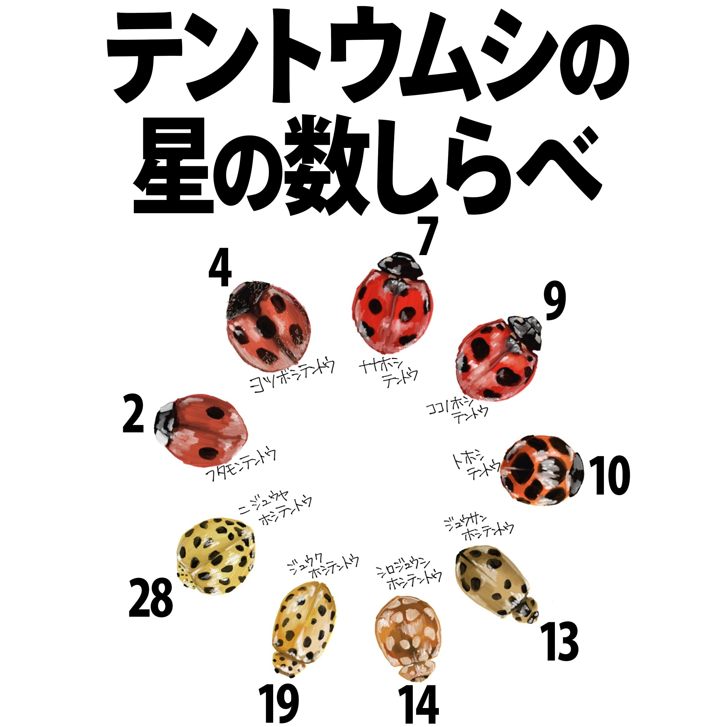 テントウムシの星の数が気になったので調べました｜くますけ｜自然