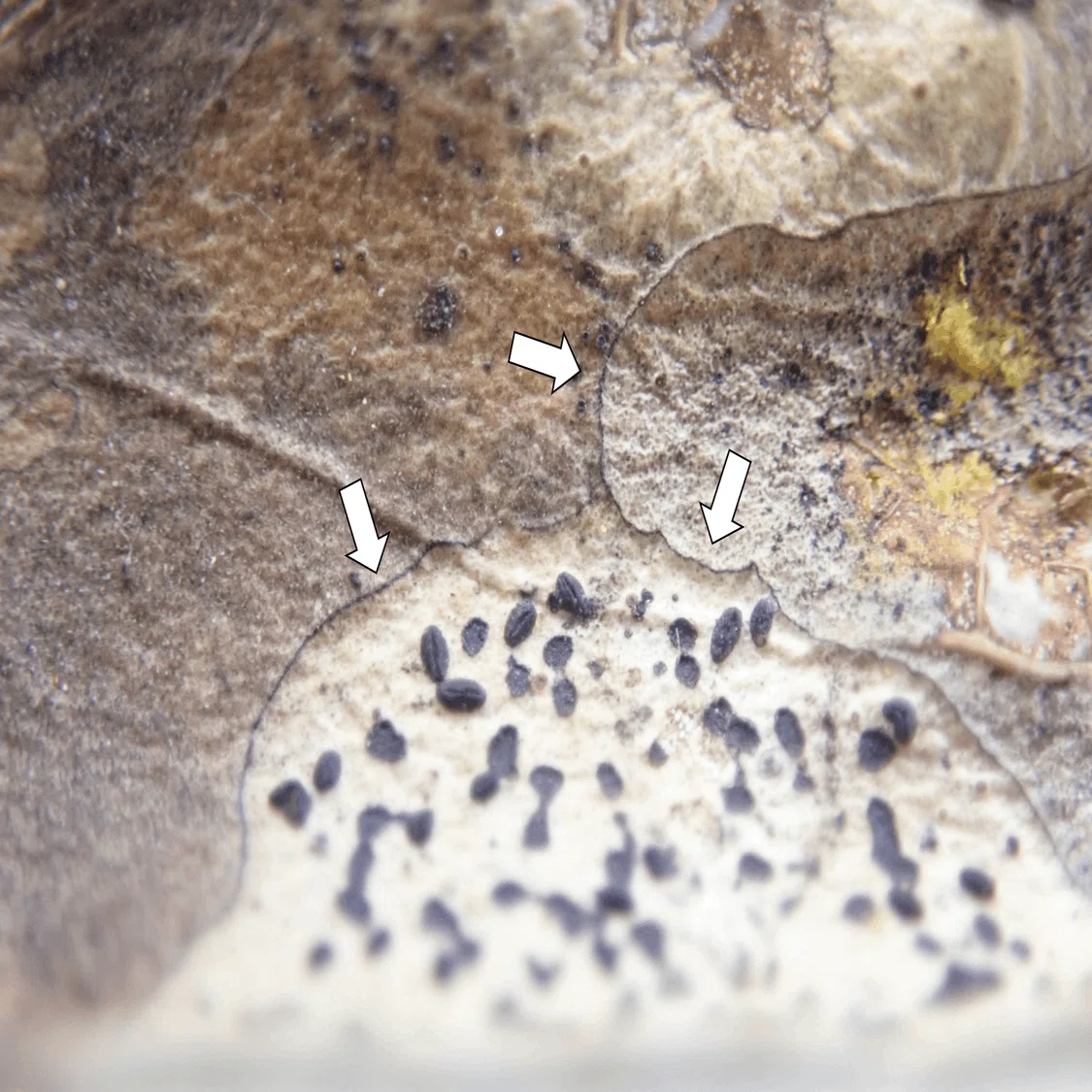 落ち葉で陣取り合戦：ツバキの葉を分解する菌類たち｜浜松科学館