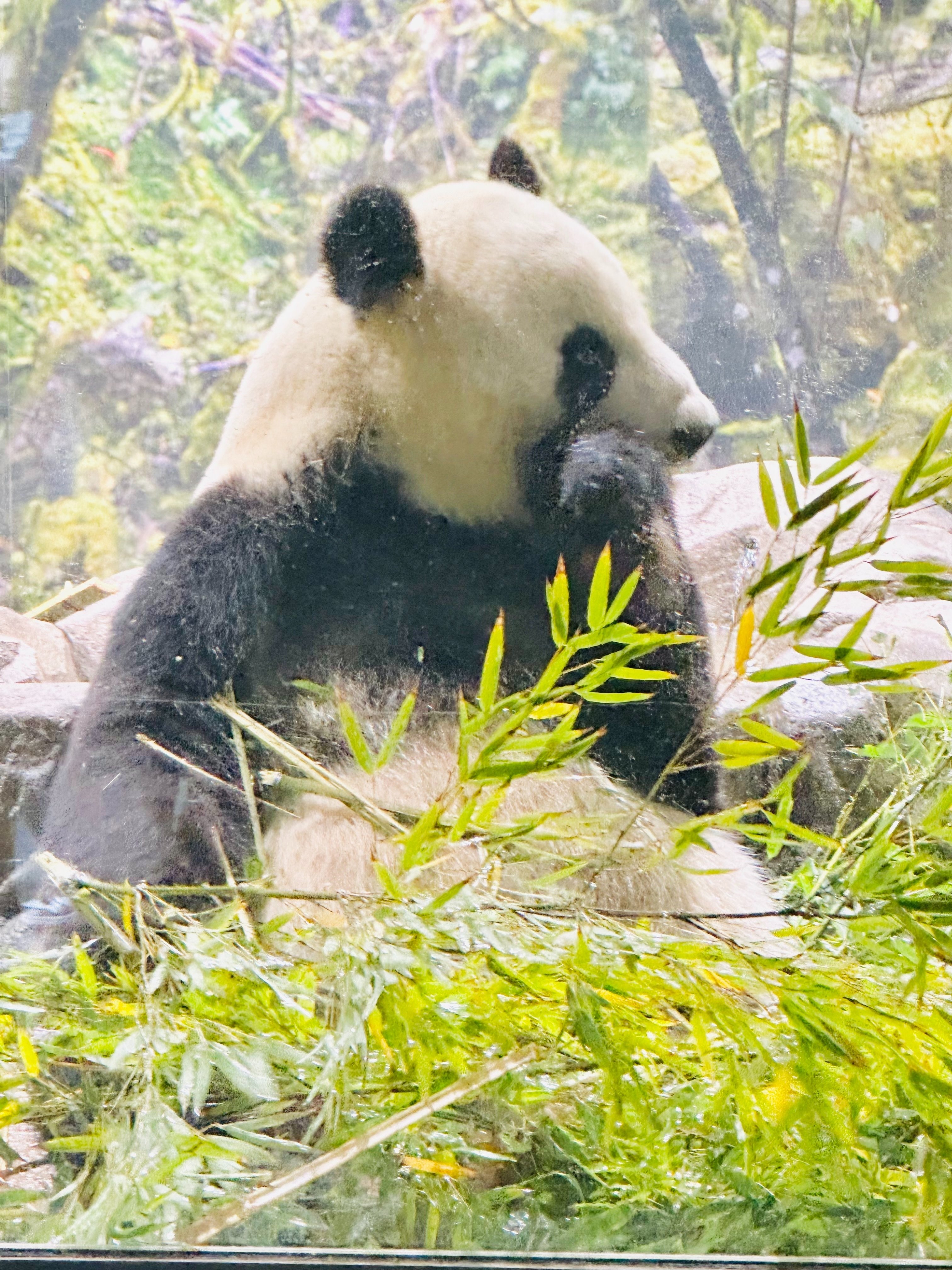 2023年4月15日のパンダ｜はっさく