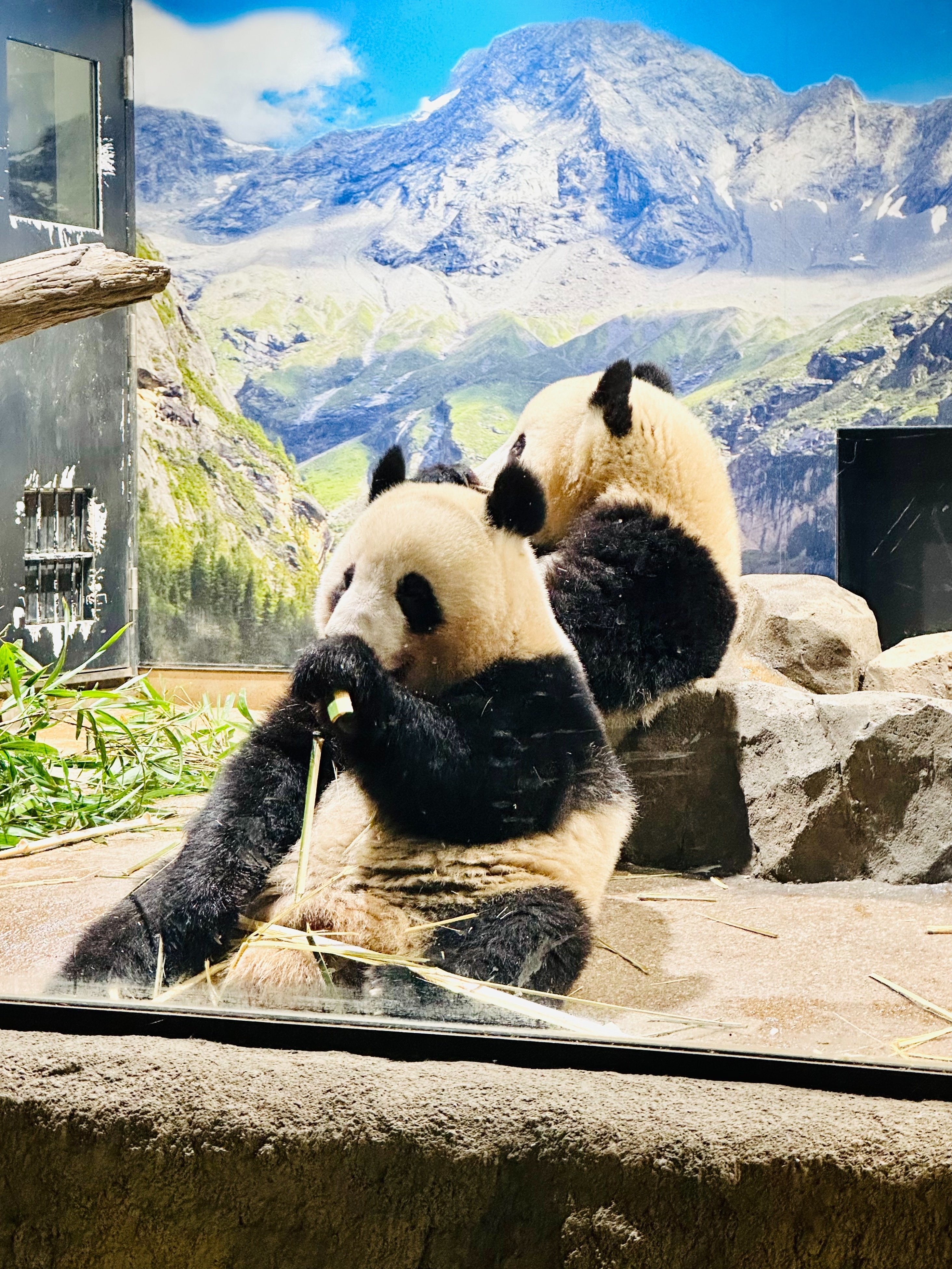 2023年4月15日のパンダ｜はっさく