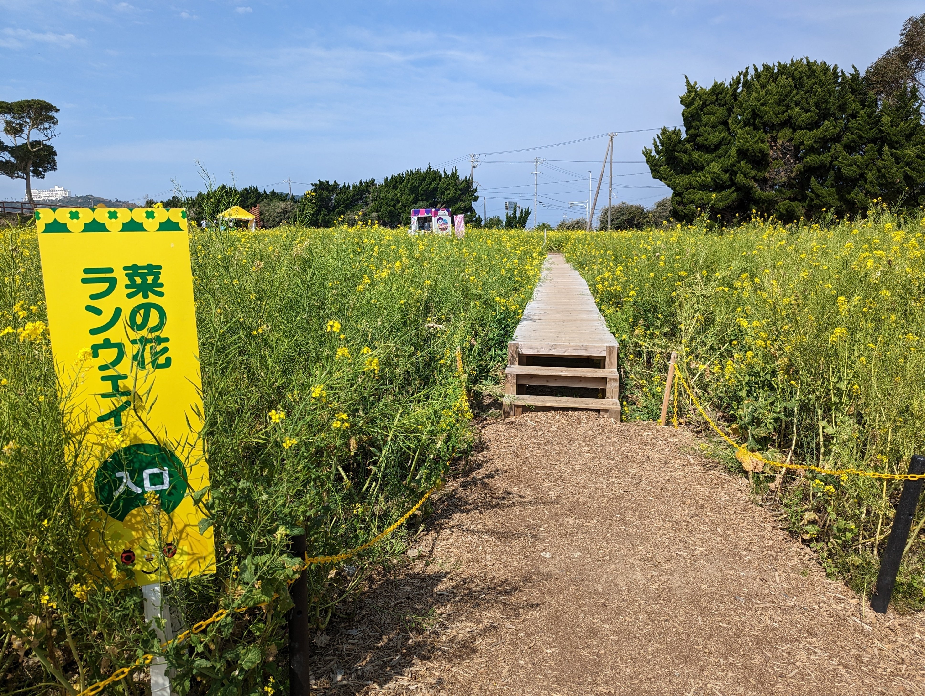 たくさん歩く(菜の花ガーデン)#356｜やん（矢野達也）