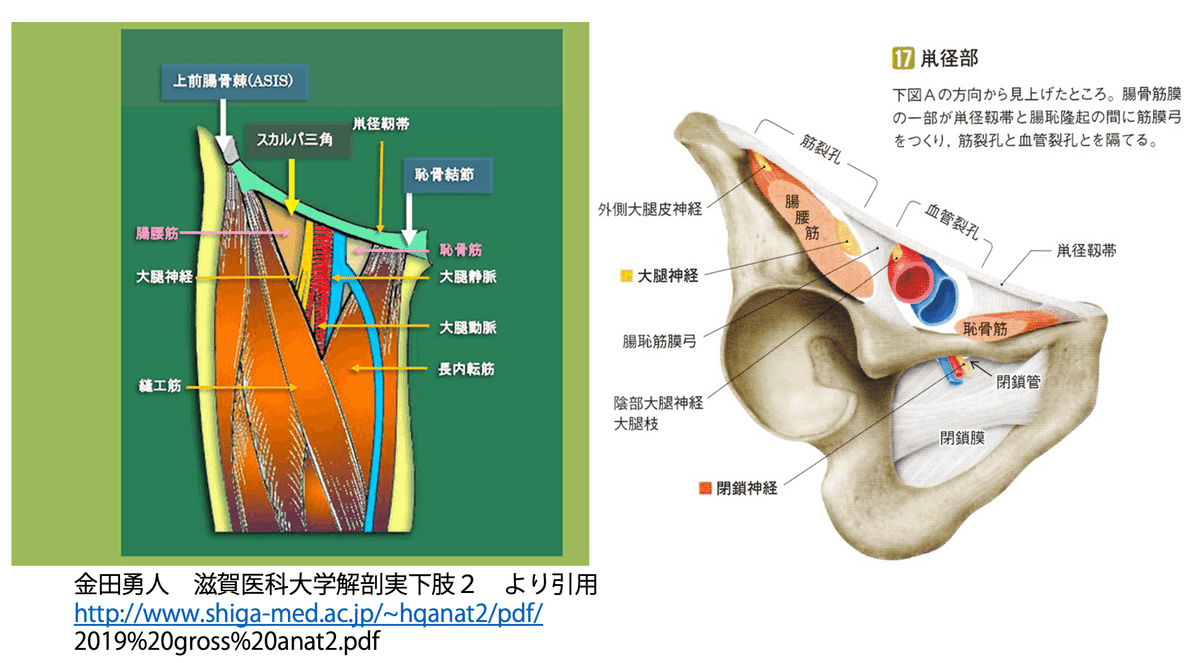 第58回理学療法士国家試験 午前51-55の解説｜Sixty_valleyのページ