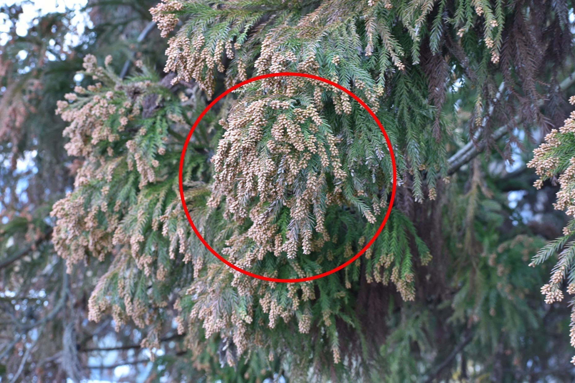 杉の花粉 ② スギ花粉がどれだけ飛んでいるか計算してみた｜ブンイチ（文一