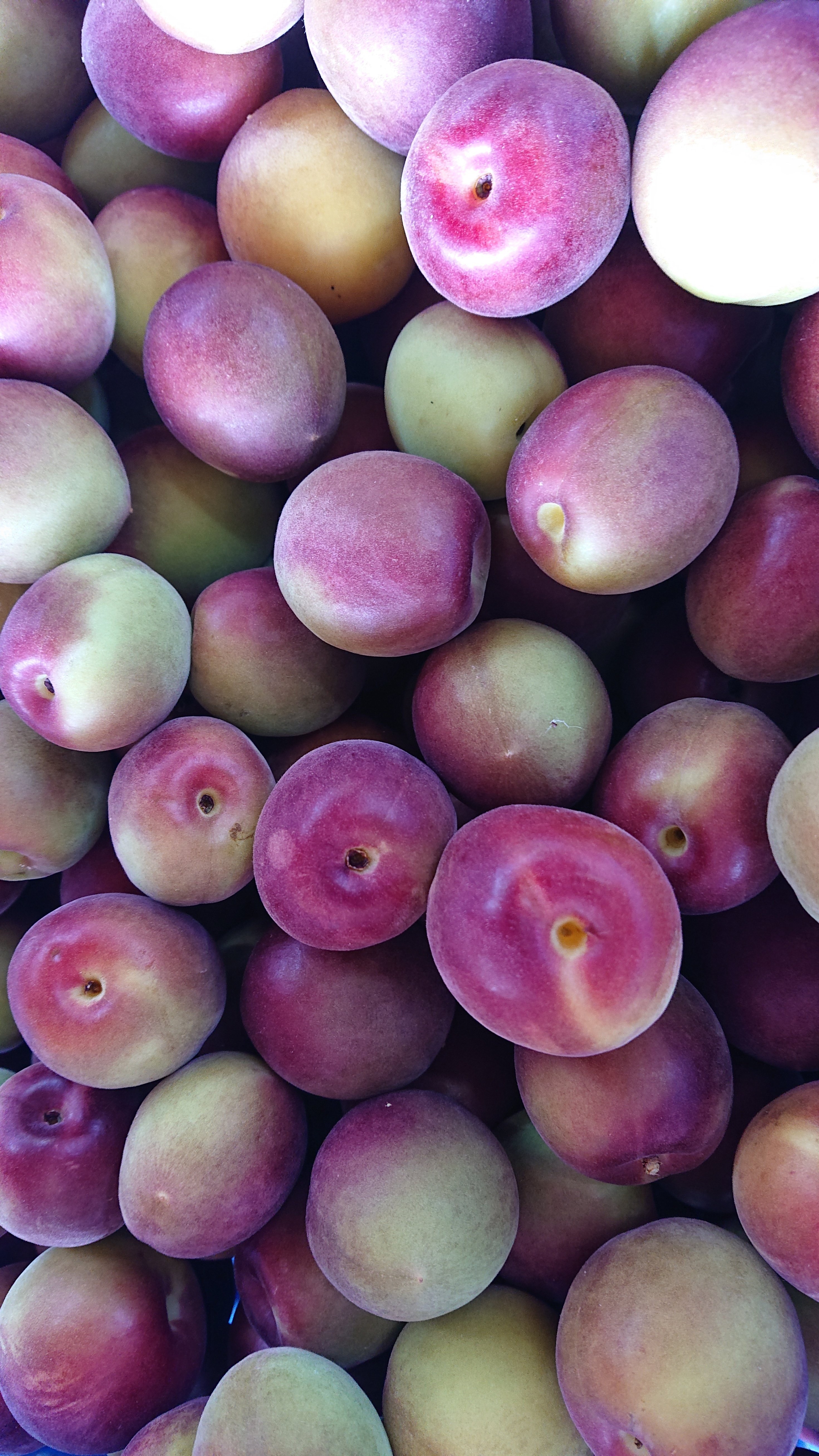 フルーツマイスターみかん屋さま確認用 フルーツマイスターみかん屋さま確認用 みかん販売 フルーツマイスター