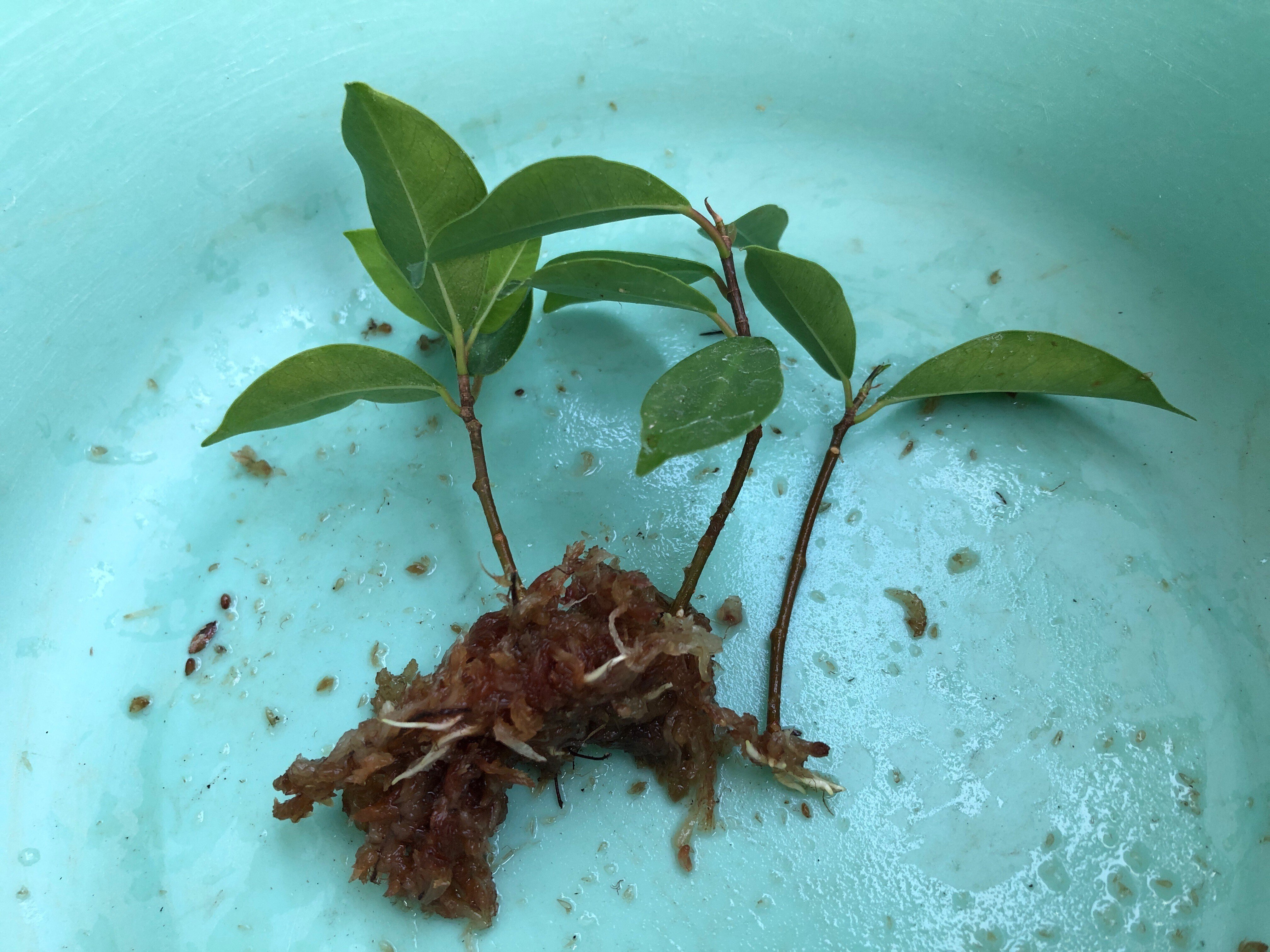 ガジュマルの挿し穂を🥕人参カップの鉢へ｜穂の気ままライフ