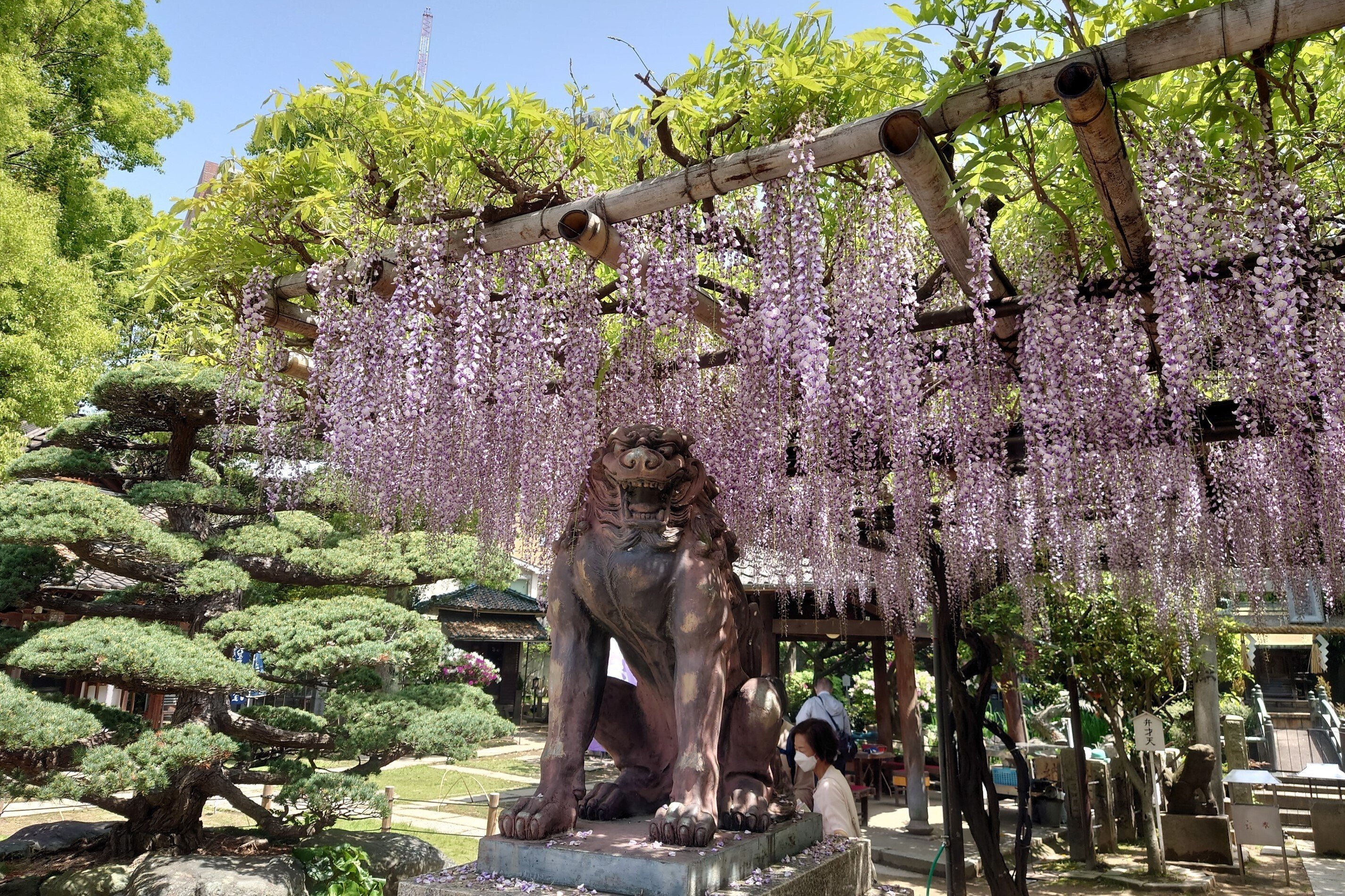 のだふじ巡り 福島聖天了徳院2023年4月20日, 2022年4月22日,25日｜レタス