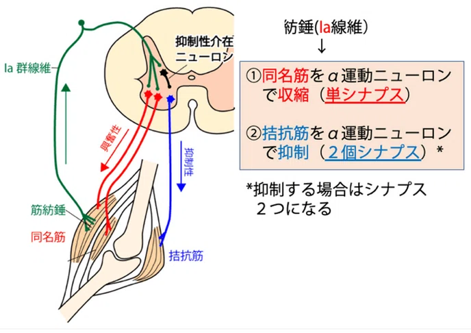 第58回理学療法士国家試験 午前61-65の解説｜Sixty_valleyのページ