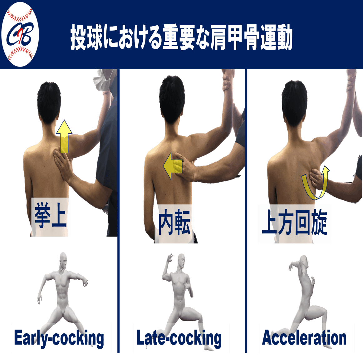 投球障害肩に必要な”大・小胸筋”のエコー観察【トレーナー