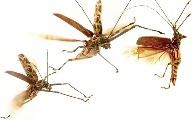洋書 INSECTS IN FLIGHT 昆虫の飛行 大型写真集 昆虫の名前が書かれていない、昆虫の写真集を買いました