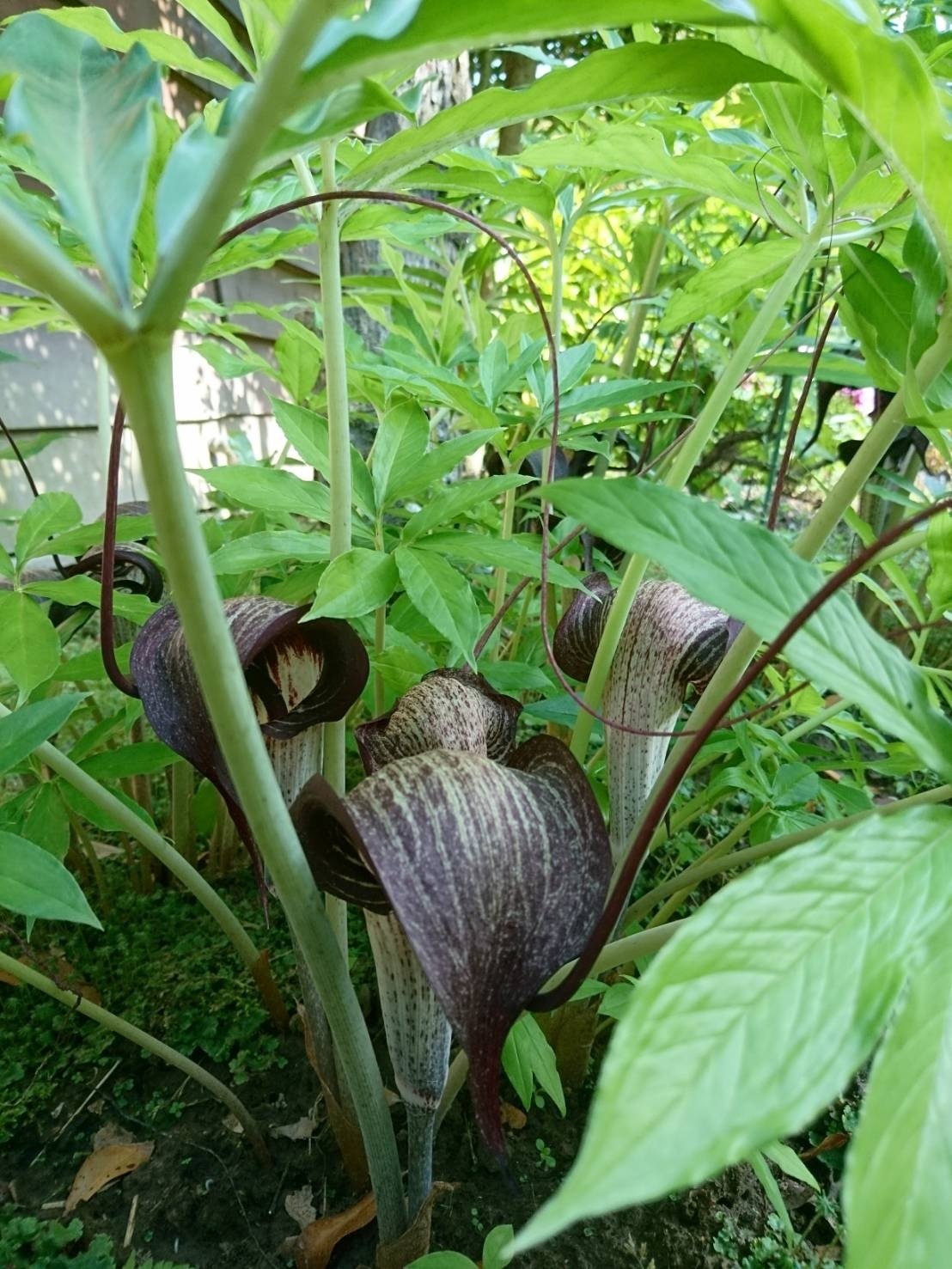 2023.04.20 茂原牡丹園｜日本花卉文化株式会社