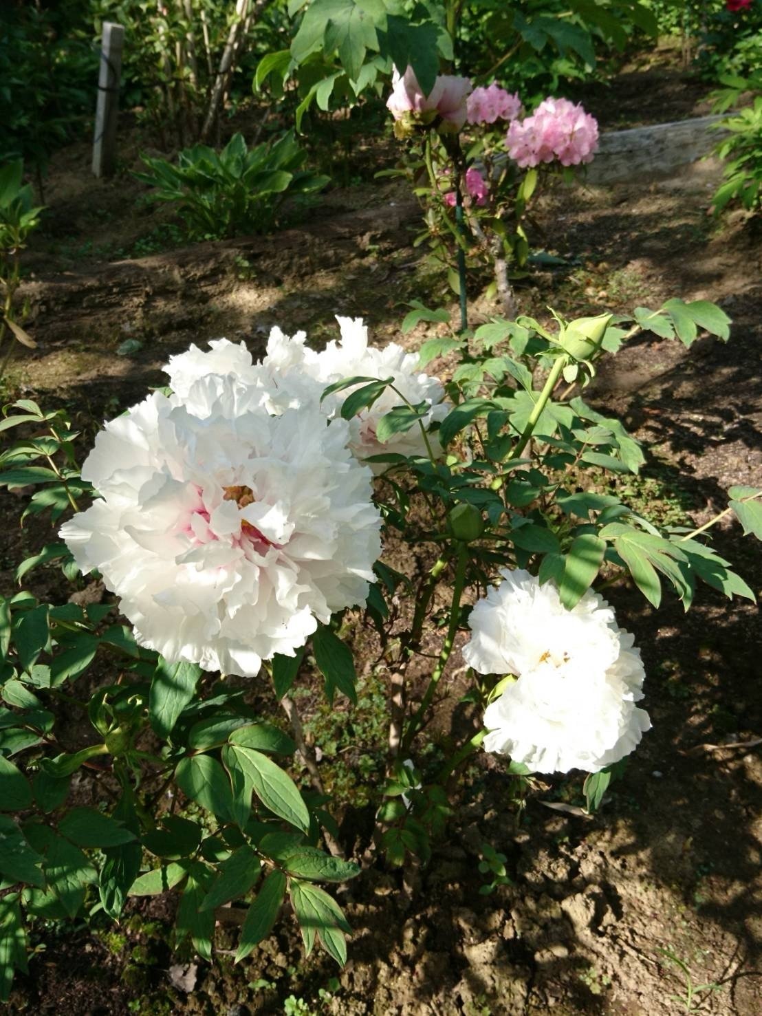 園木華堂牡丹 園木華堂牡丹 ホットセール 異なるサイズ 緑色 大きな花 中国の