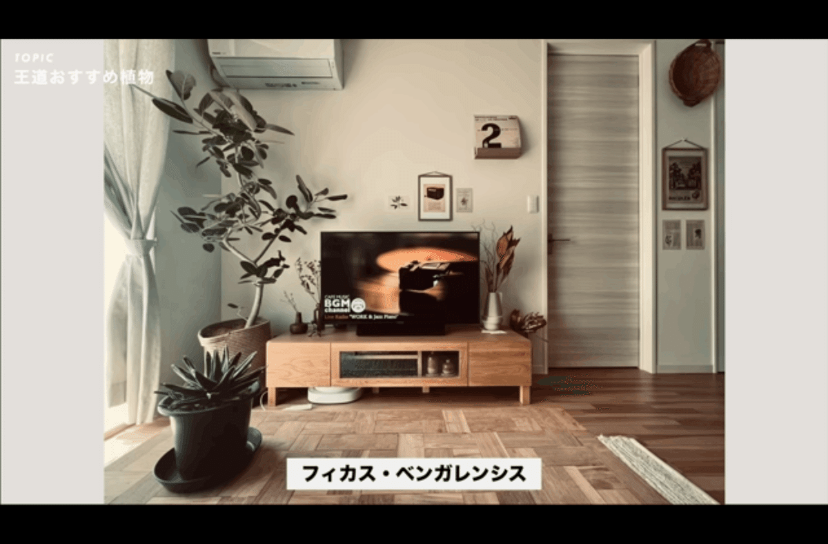 テイスト別おすすめ観葉植物】おしゃれな部屋になるインテリア