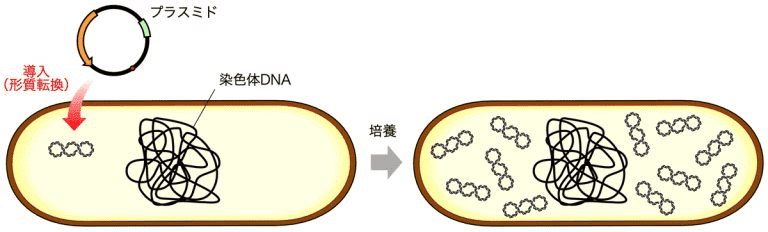 移ろうままに 2 コロナワクチンの作り方