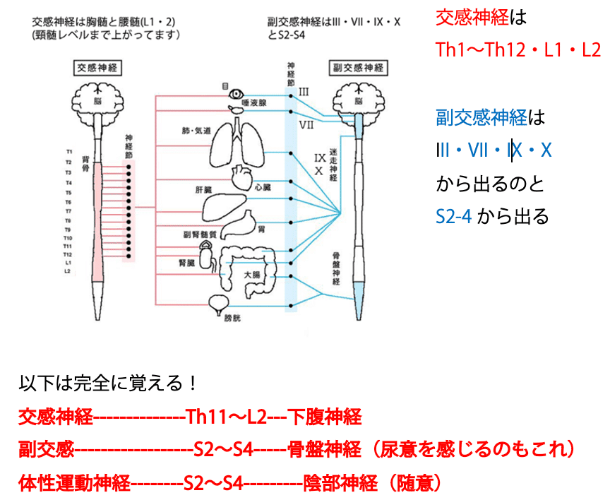 第58回理学療法士国家試験 午前66-70の解説｜Sixty_valleyのページ
