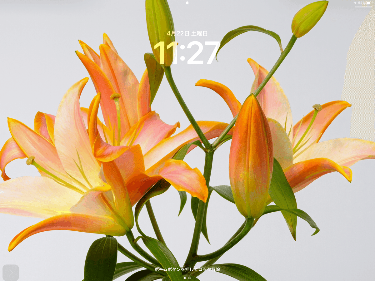 オレンジ色のユリの花　苗　1.5メートル オレンジ色のユリの花 苗 1.5メートル img_cache_d_1084874_1_16849752