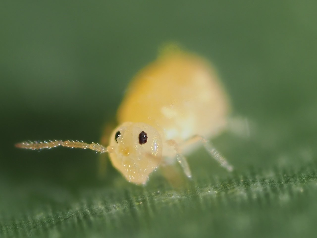 Nature Watch 2023-04-16, 17, 18 マルトビムシ|t.koba Nature Watch 2023-04-16, 17, 18 マルトビムシ|t.koba