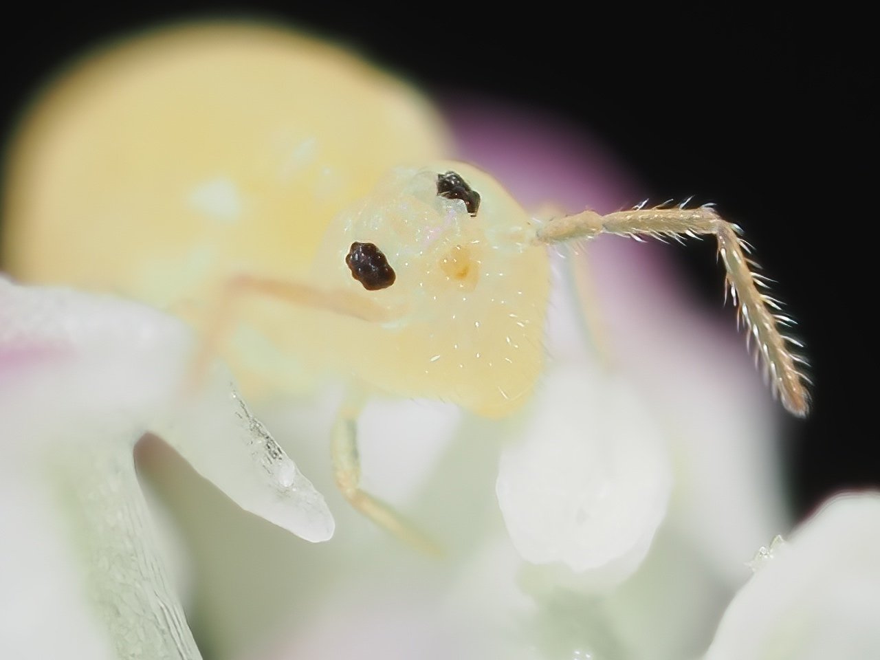 Nature Watch 2023-04-16, 17, 18 マルトビムシ|t.koba Nature Watch 2023-04-16, 17, 18 マルトビムシ|t.koba