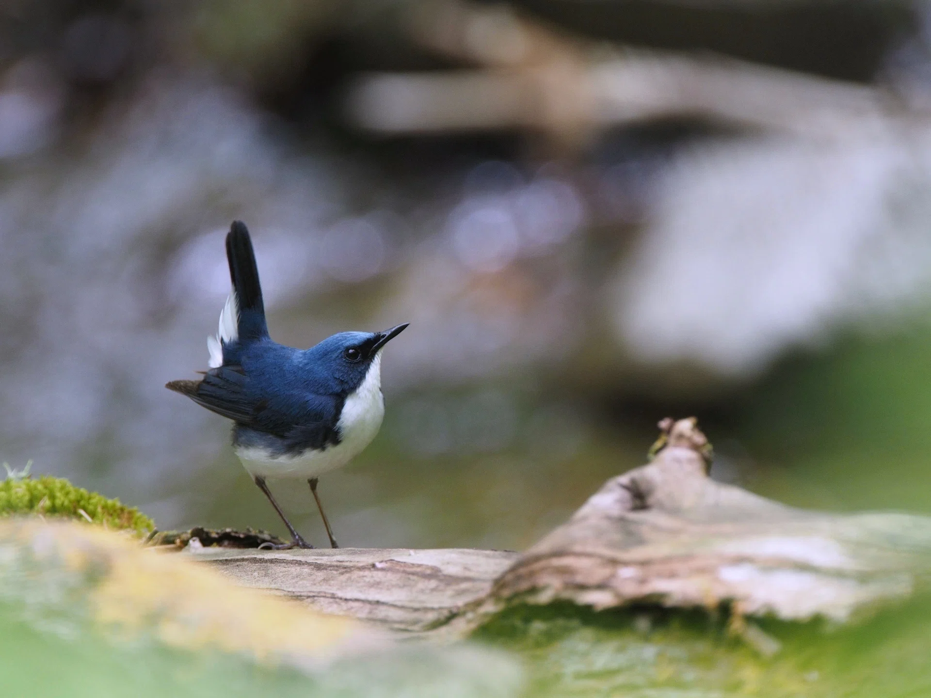 オオルリ、コルリ、青い鳥｜大塚敏之｜星野リゾート