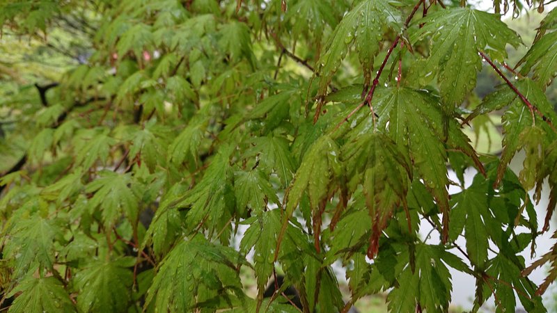 雨に濡れるもみじ？カエデ？を撮影しようと思いましたが、うまく撮影できなかった(笑)