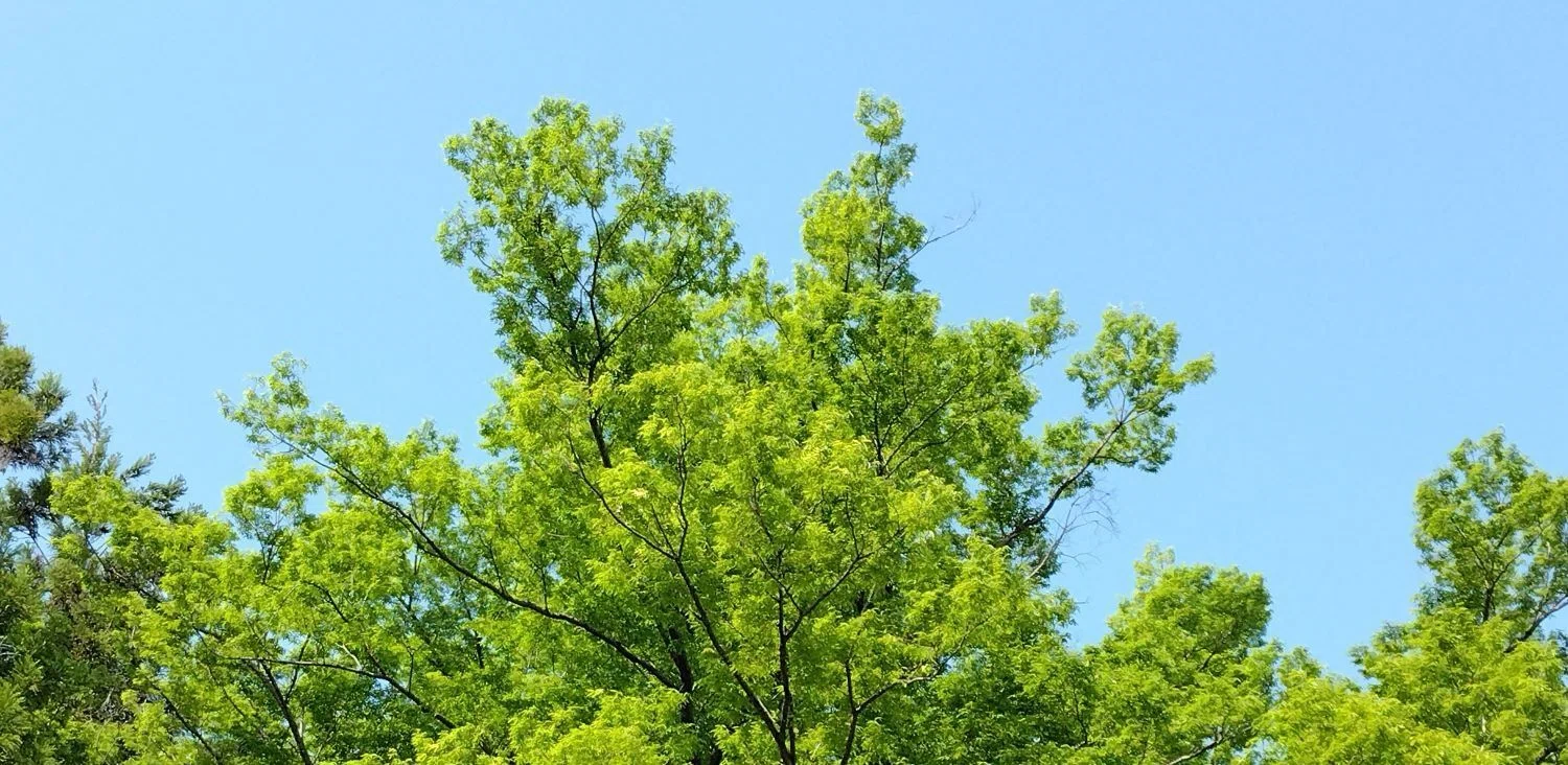 ある春の1日～待望の芝桜を見る～｜まっ青な空のように