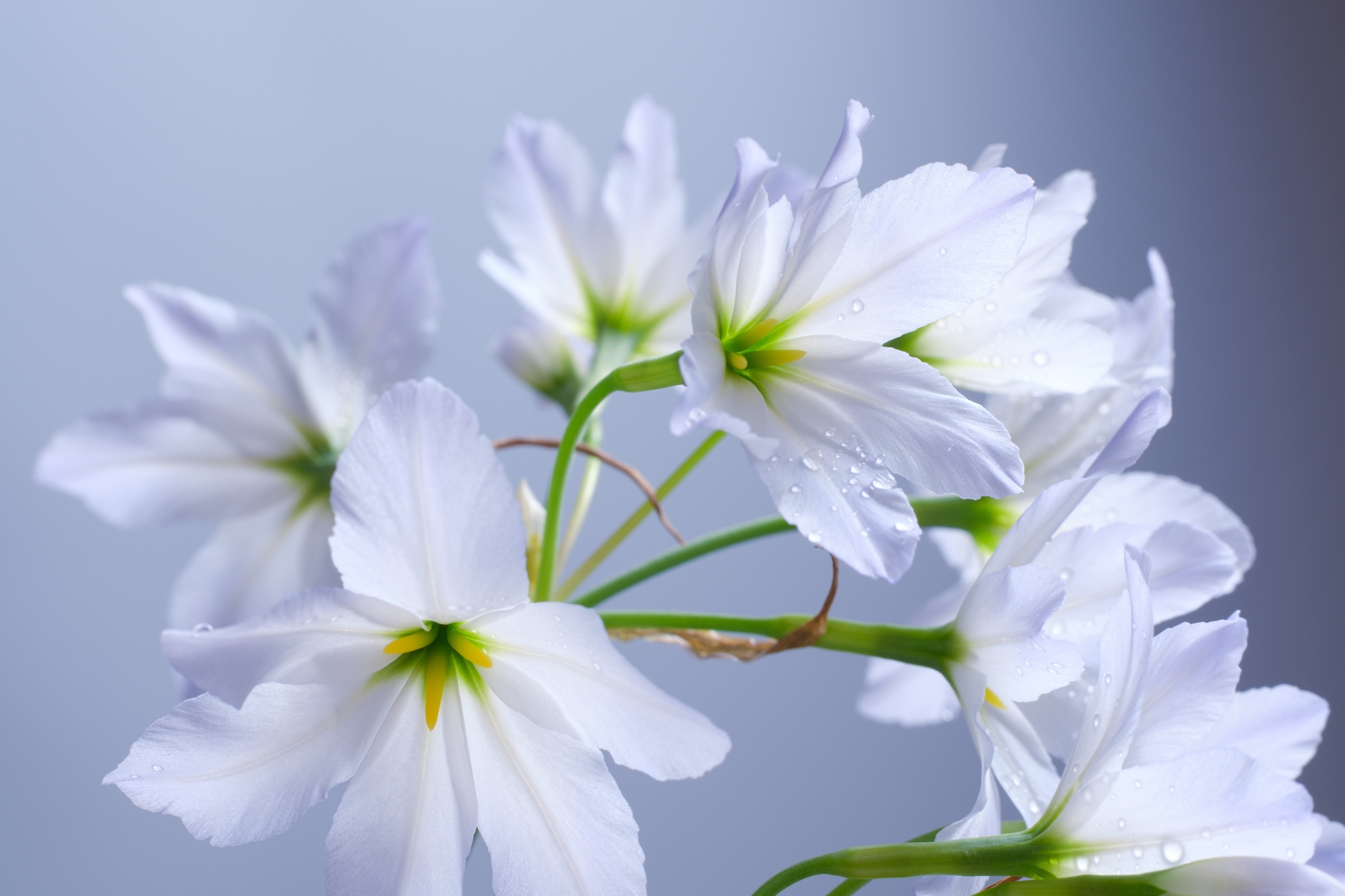 リューココリーネに幻惑されて｜タキツネ | 花の写真を撮ります