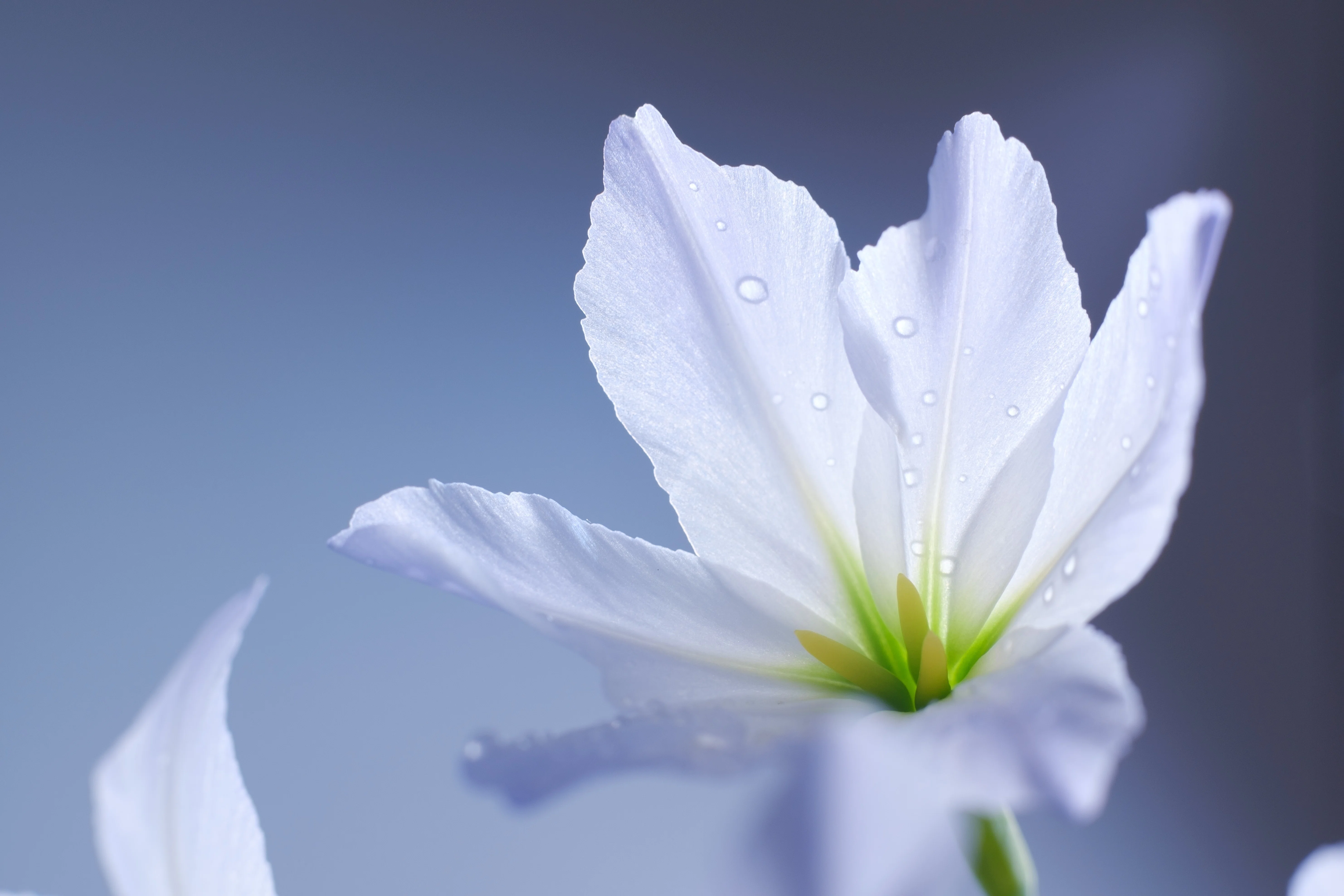 リューココリーネに幻惑されて｜タキツネ | 花の写真を撮ります
