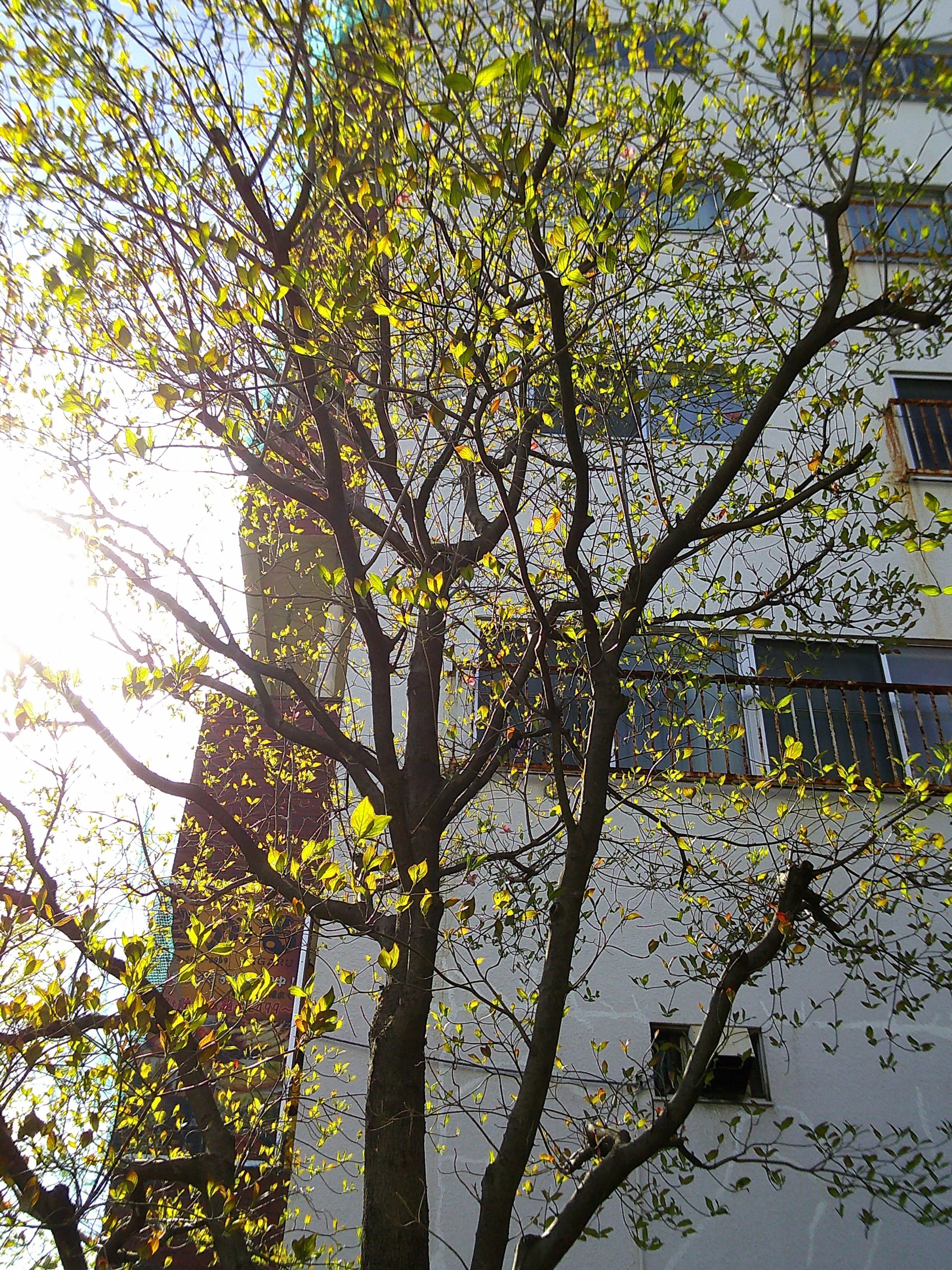 ポール・マッカートニー生家の庭の葉っぱ ポールマッカートニーの家再び！〜Liverpool⑨〜 | ♪ IN MY