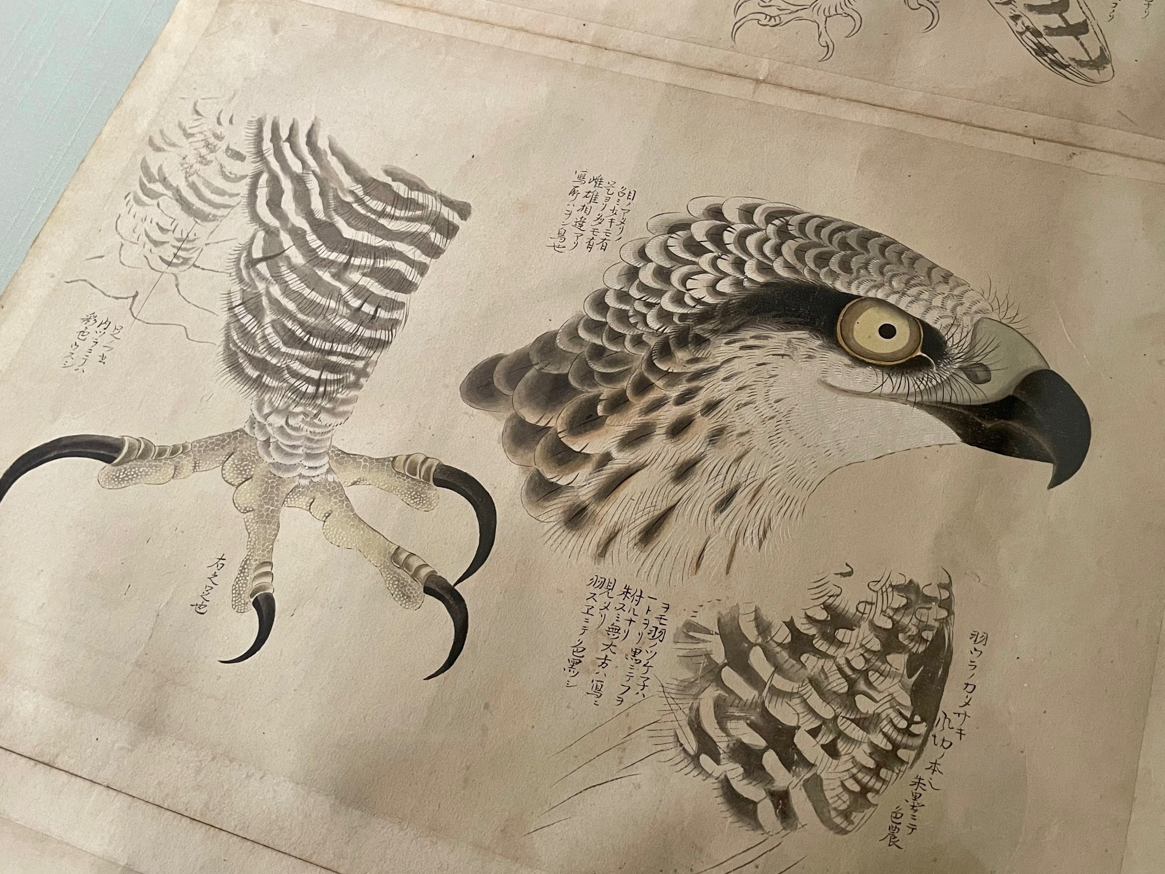 円山応挙が精確に描いた鳥のスケッチ帖……《写生帖（丁帖）》｜かわかわ