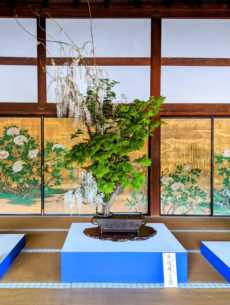 京都 大覚寺の華道祭