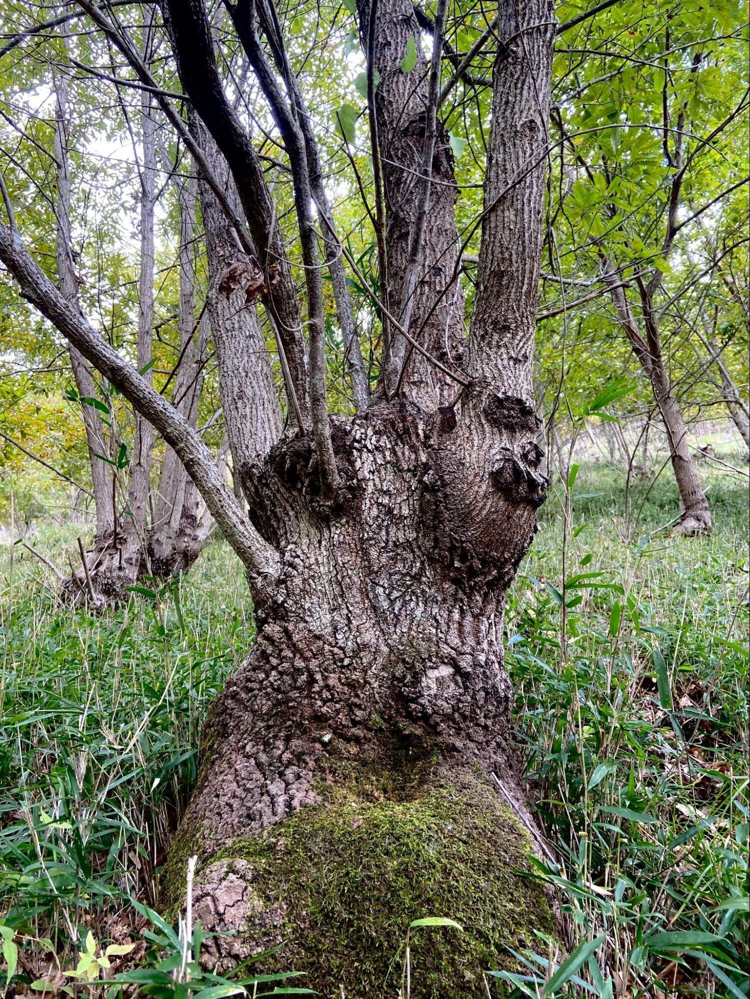 樹木図鑑 その③ クヌギ ～人類の特権をバックアップしてくれる樹