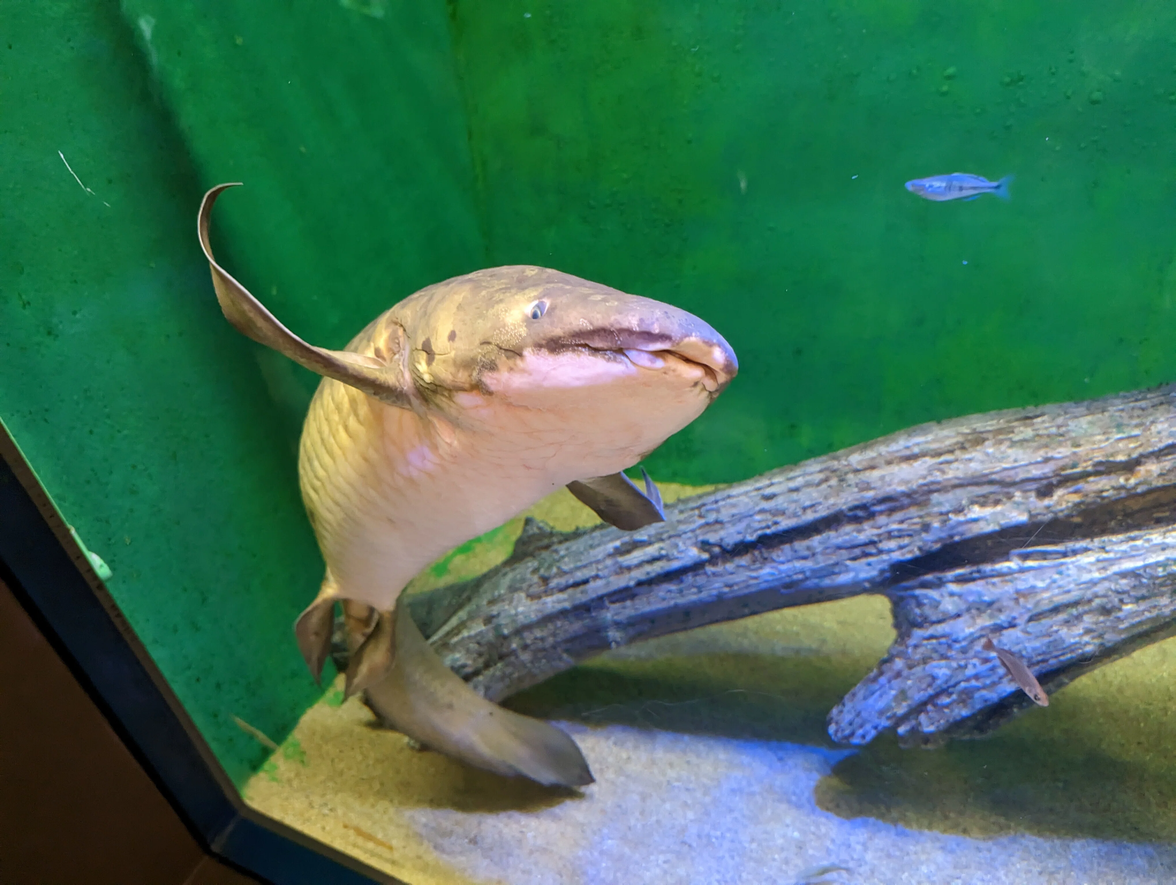 たくさん歩く(竹島水族館)#358｜やん（矢野達也）