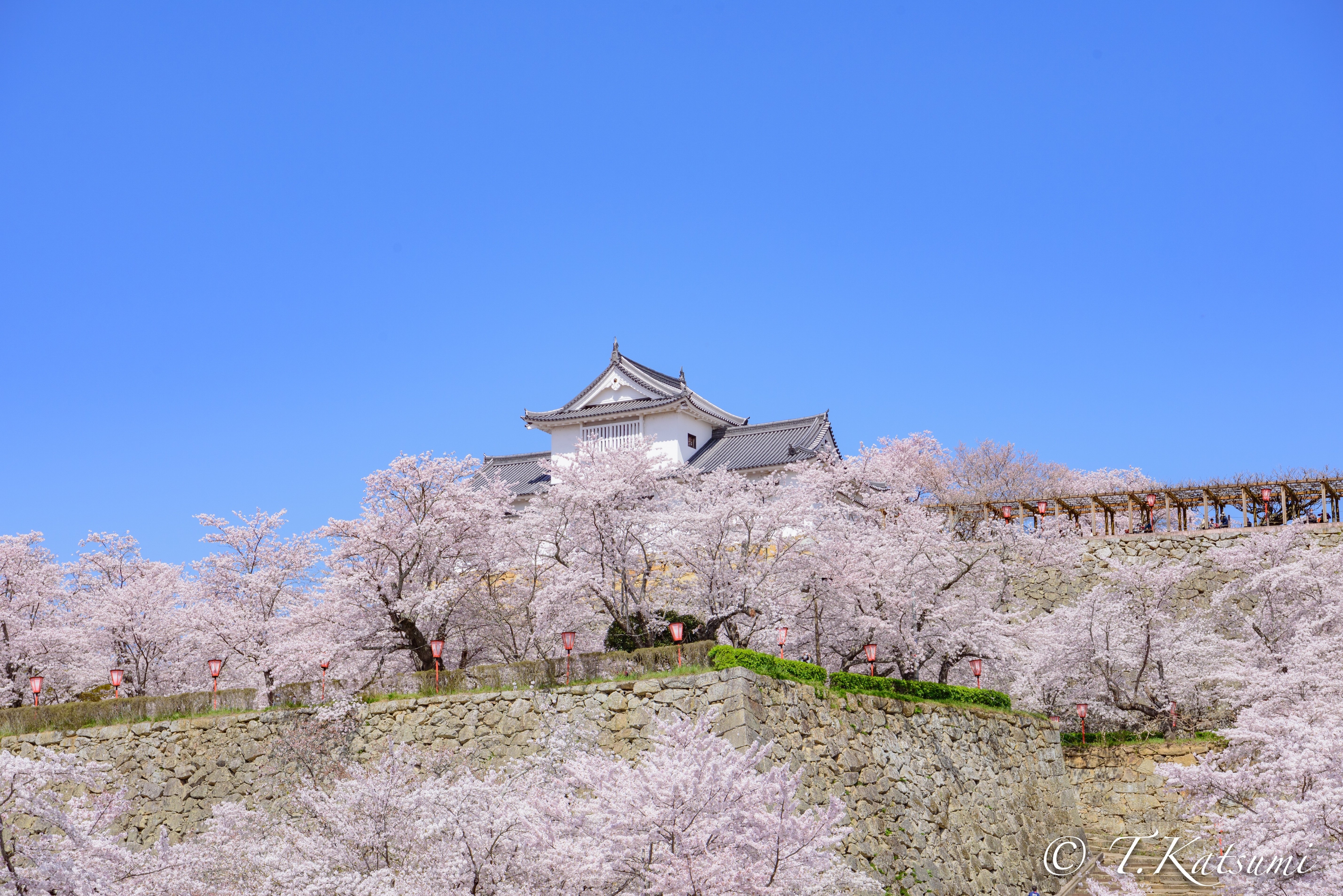 過去のお花見①｜KATSUMI