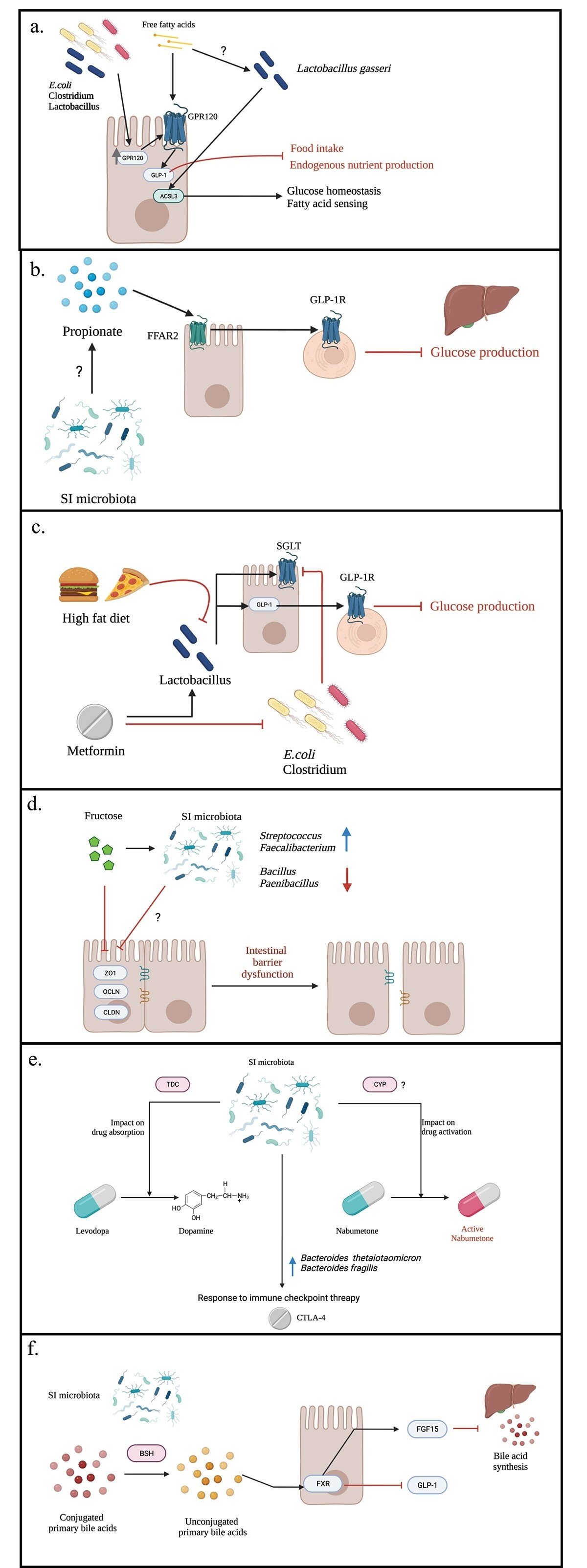 JC JK アナル ロングコロンスネークプラグ