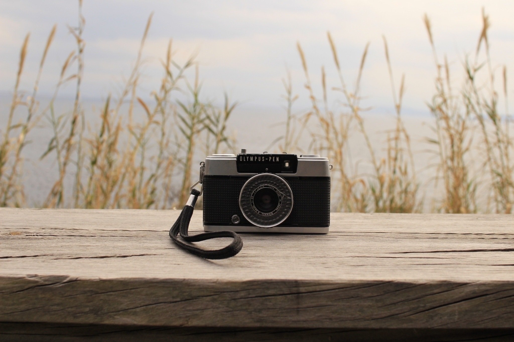 フィルムカメラと猫の島、相島。｜まなみん