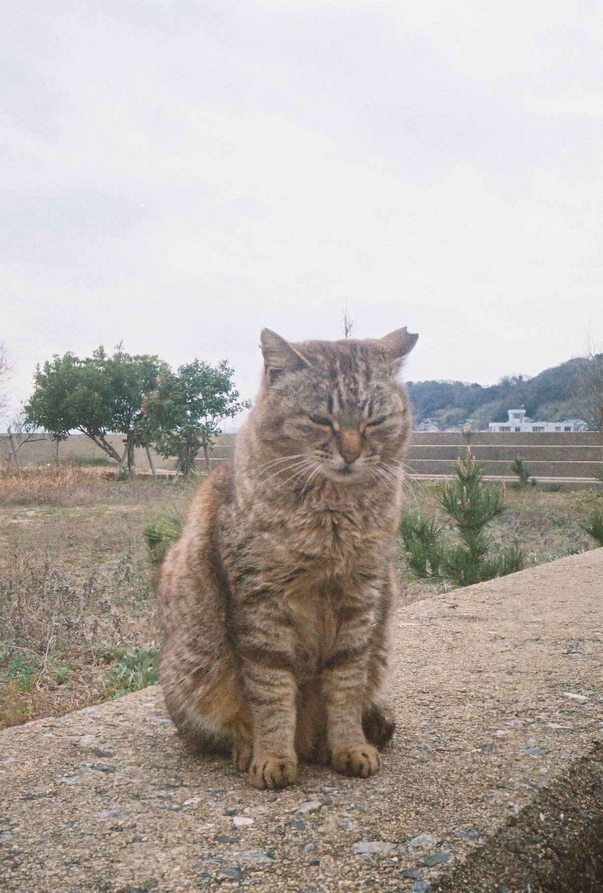フィルムカメラと猫の島、相島。｜まなみん