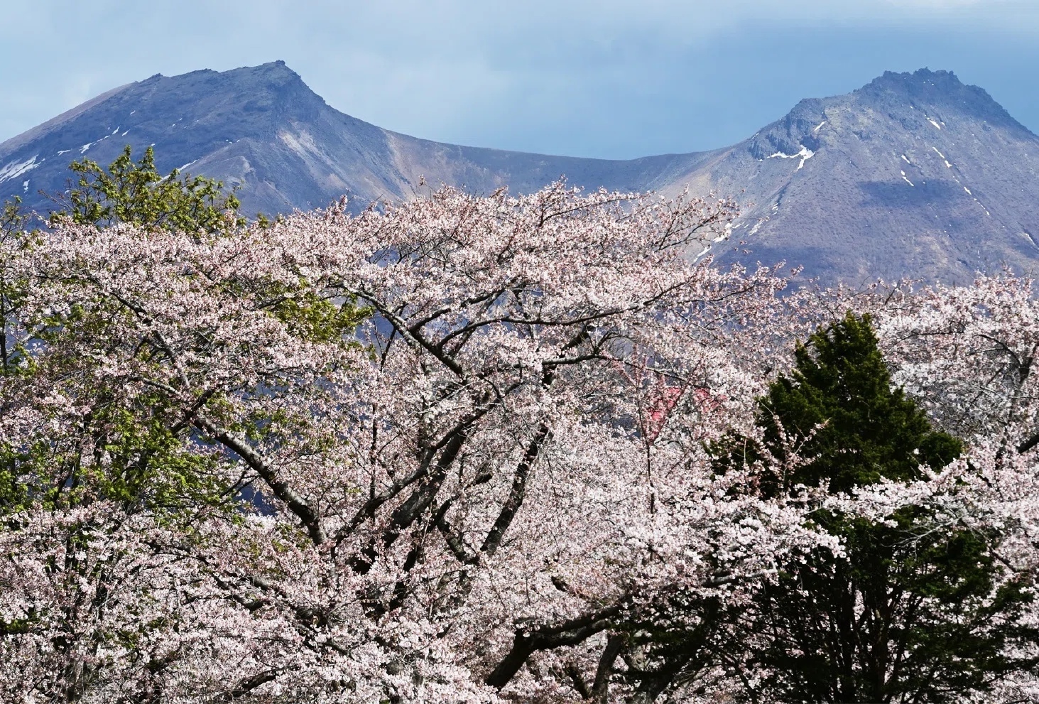 蝦夷山桜2本1.2メートルと９０白樺2本９０センチ40センチ クロビイタヤ1本 日本は長い国 北海道の桜｜愛しい北海道ANIMALS｜ほんのひととき