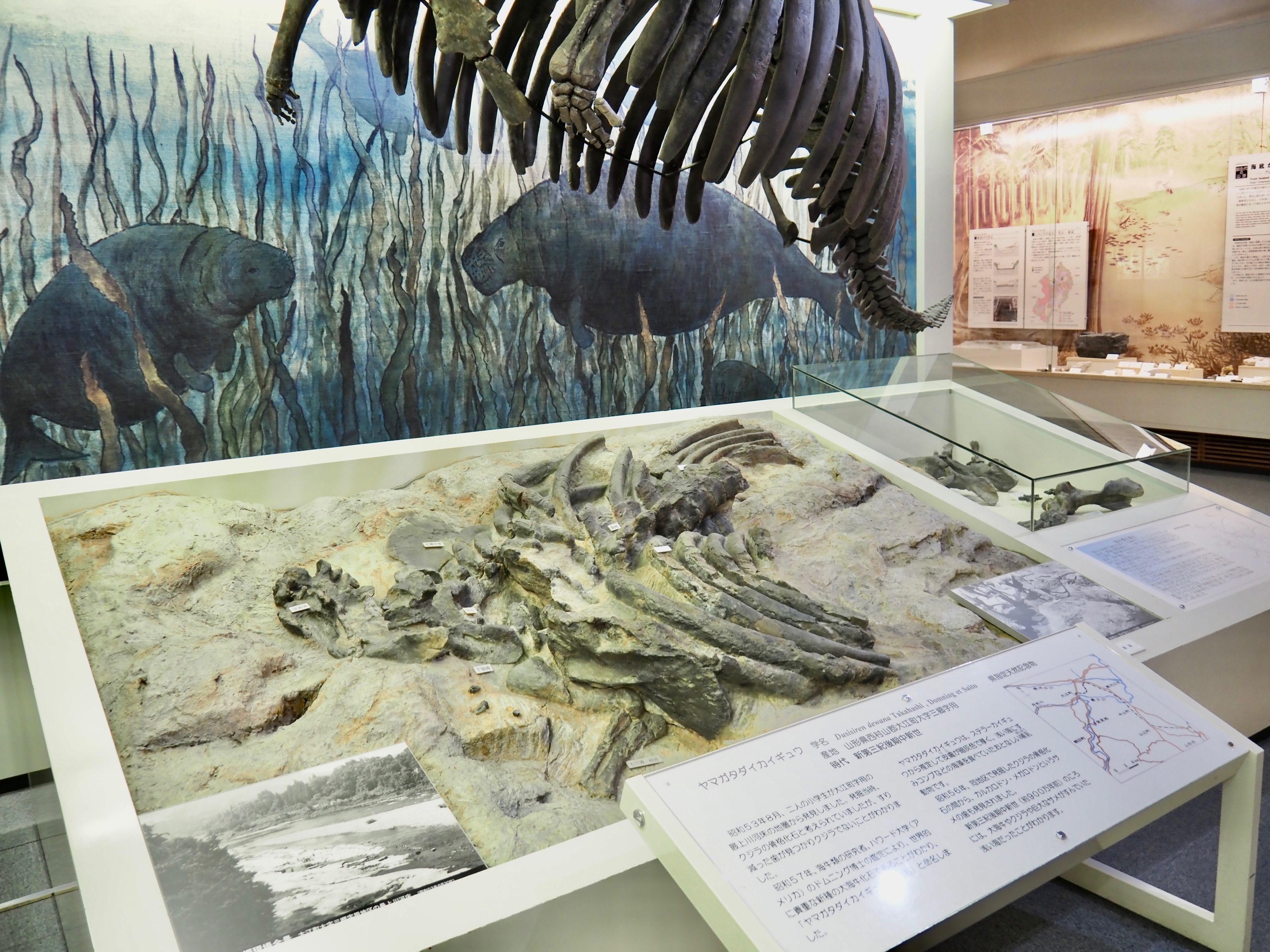 編集先記】ヤマガタダイカイギュウに会いたくて山形県立博物館編vol.2