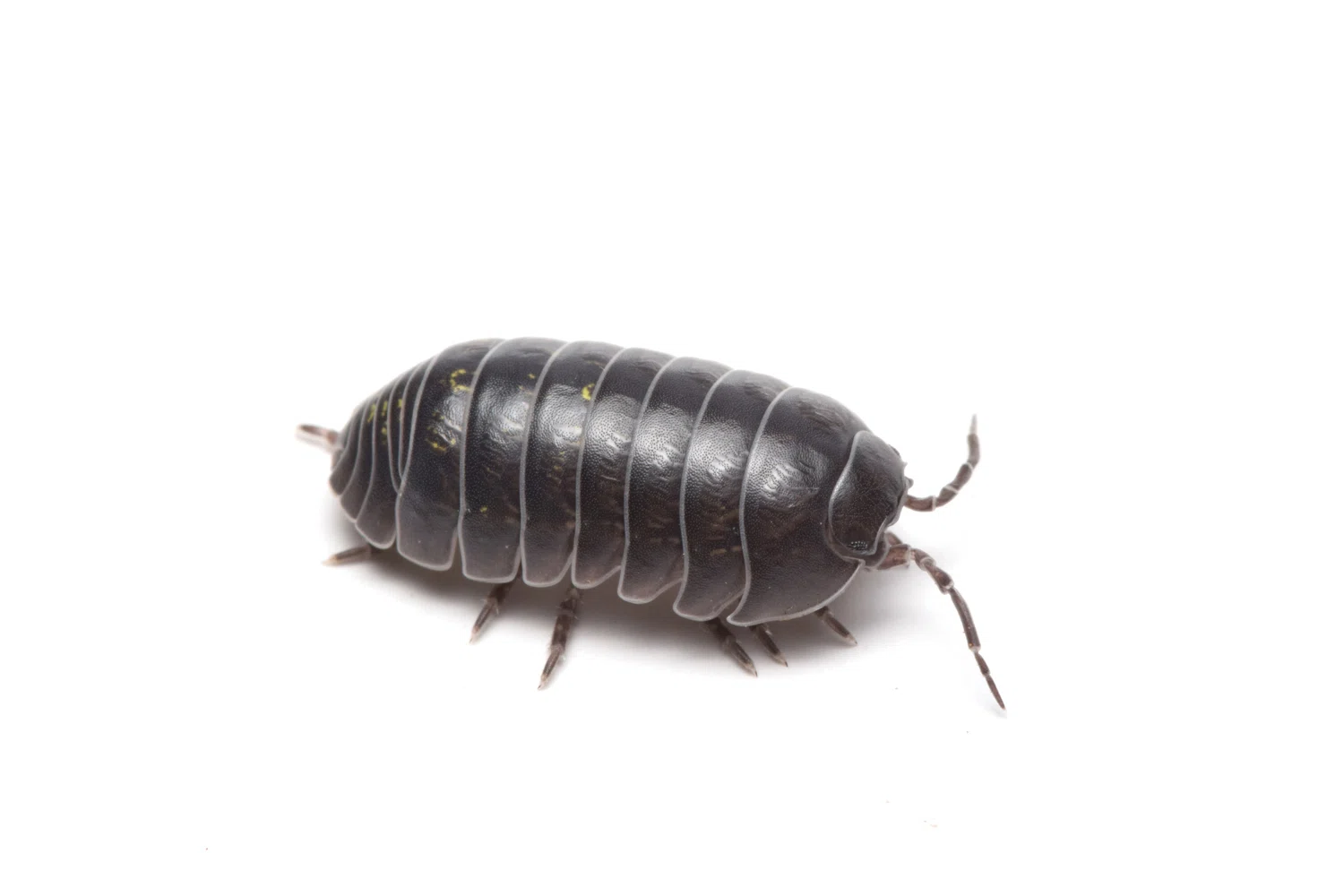 むしむし飼育教室【ダンゴムシ】』に参加してみた｜竜洋昆虫自然