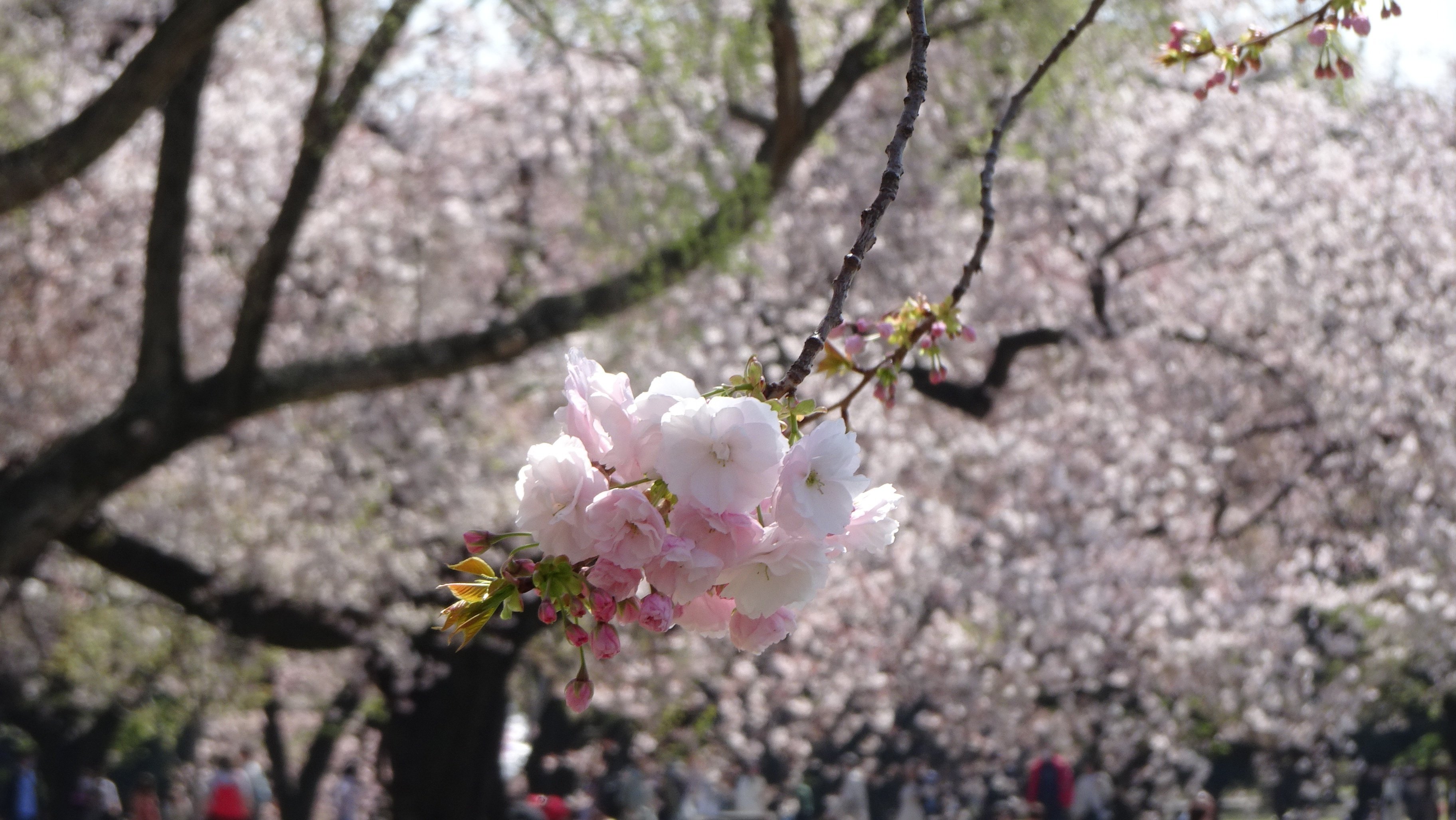 第4回）八重桜いろいろ｜otaueseigoro