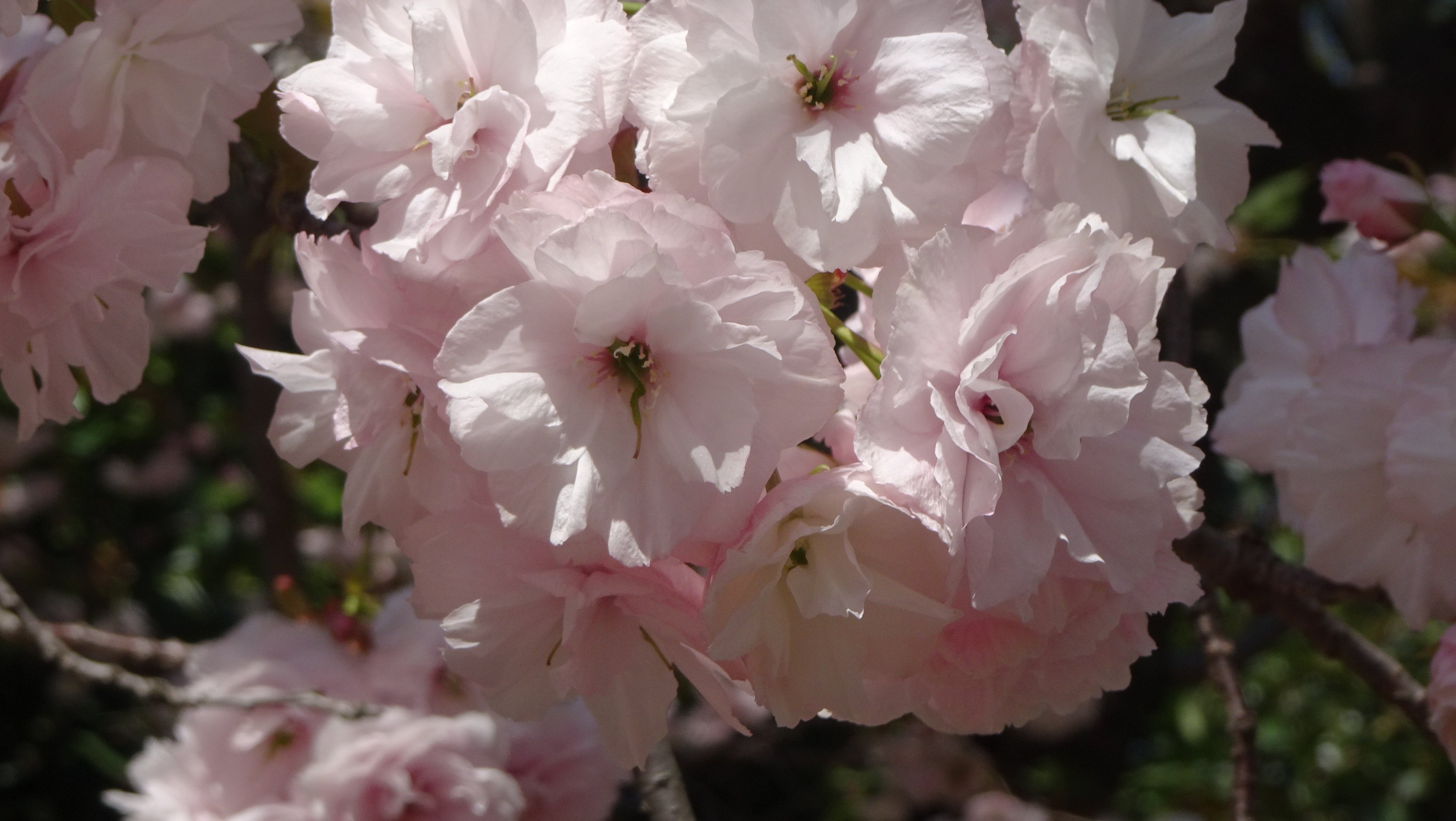 第4回）八重桜いろいろ｜otaueseigoro