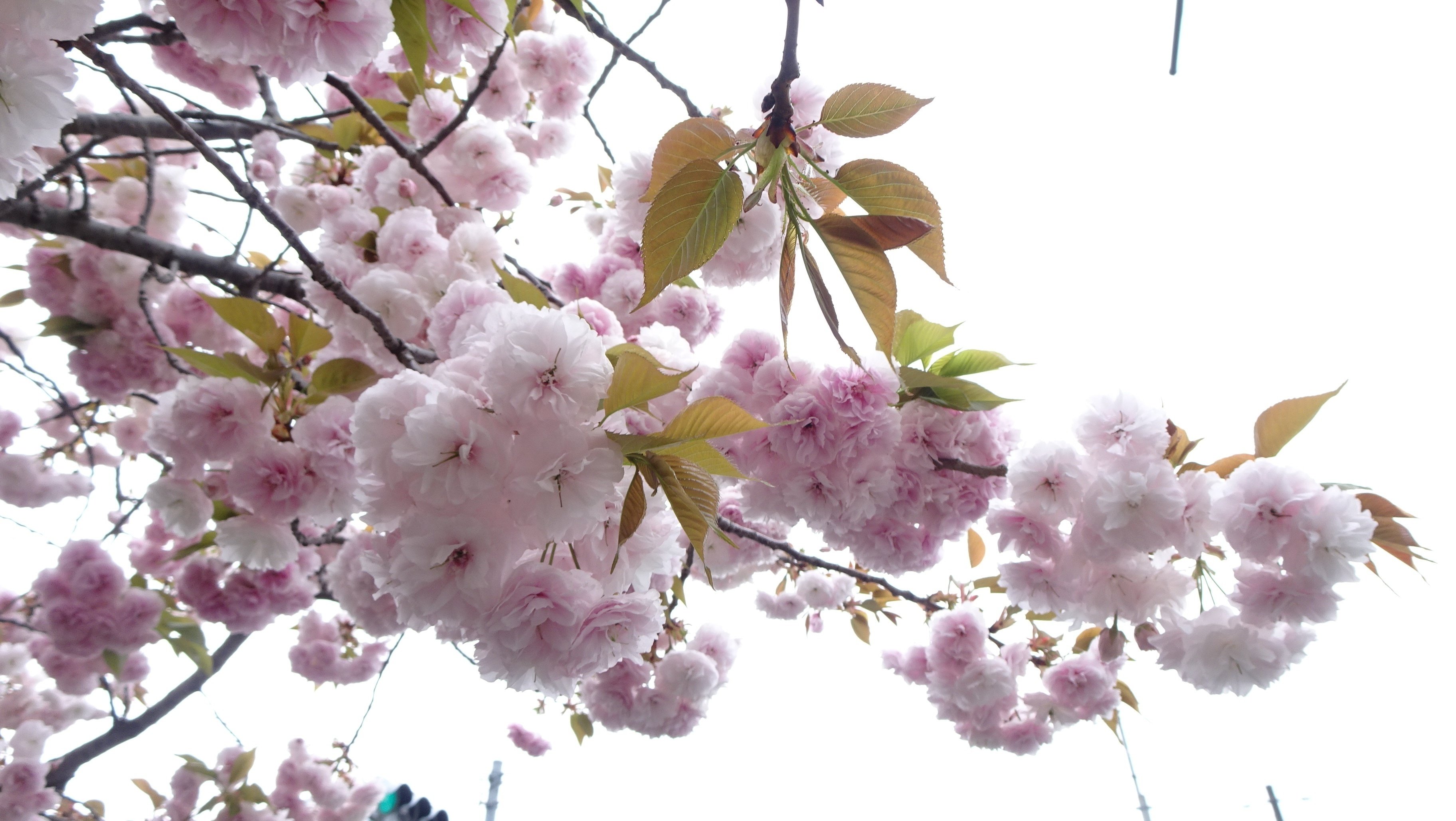 第4回）八重桜いろいろ｜otaueseigoro