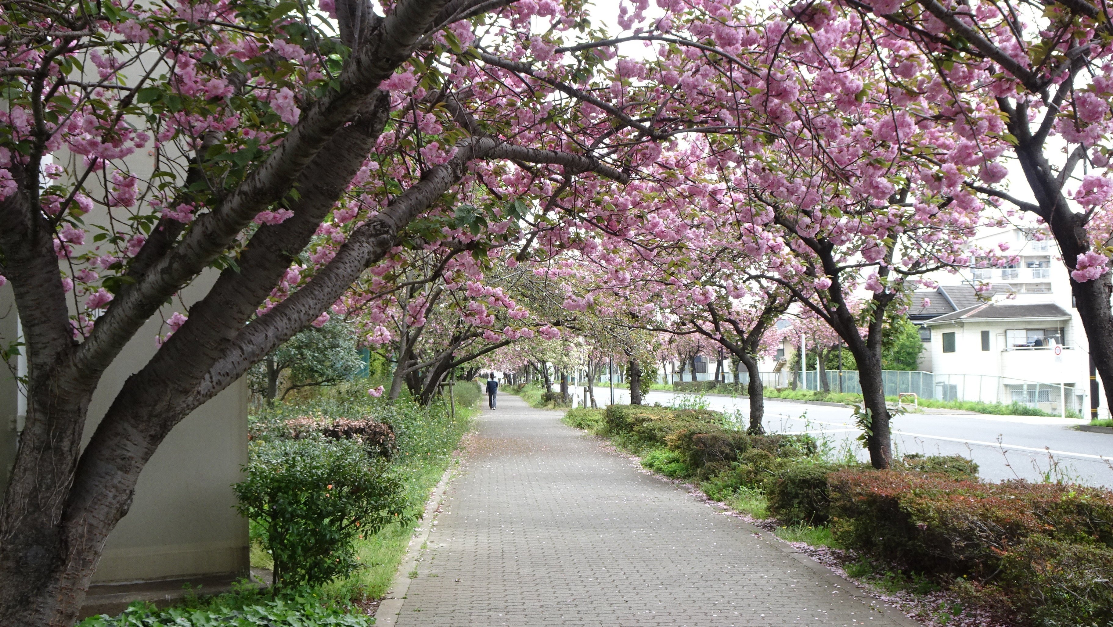 八重桜※プロフ必読 第4回）八重桜いろいろ｜otaueseigoro